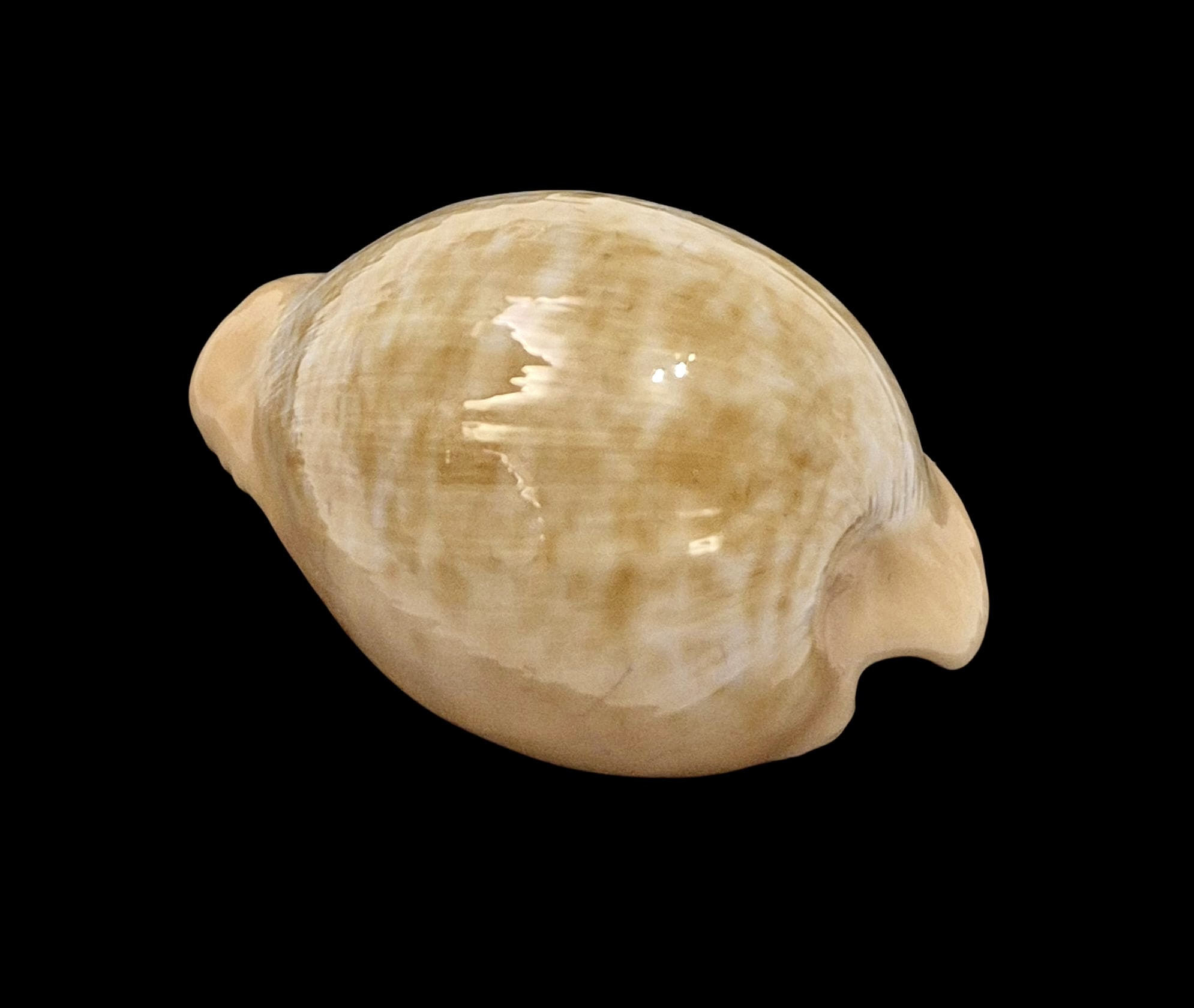 BC605 Cypraeovula fuscorubra gondwanalandensis - Image 2