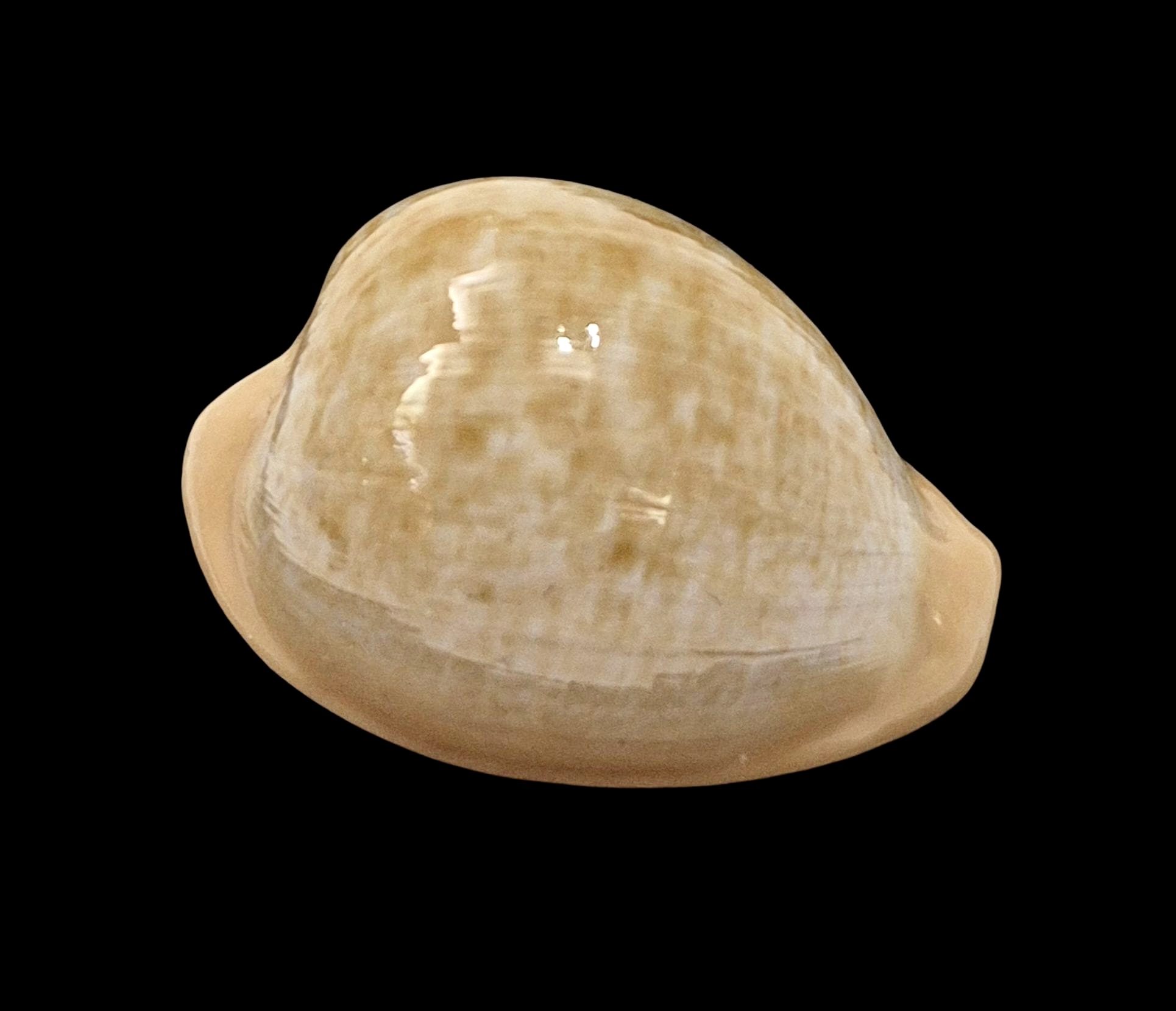 BC605 Cypraeovula fuscorubra gondwanalandensis - Image 3