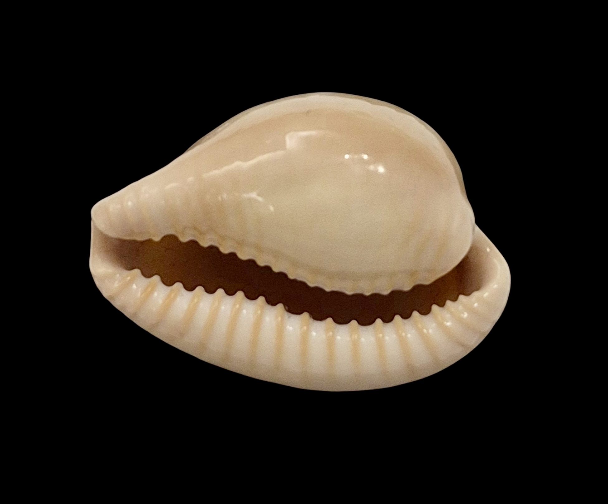 BC605 Cypraeovula fuscorubra gondwanalandensis - Image 4