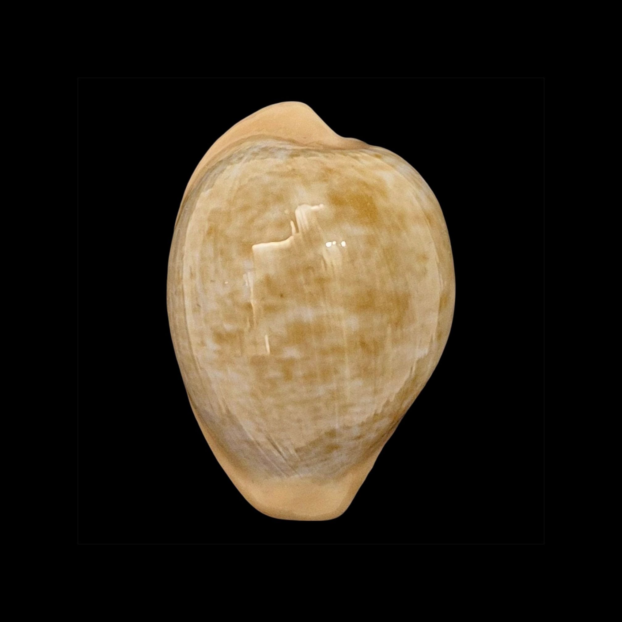 BC605 Cypraeovula fuscorubra gondwanalandensis