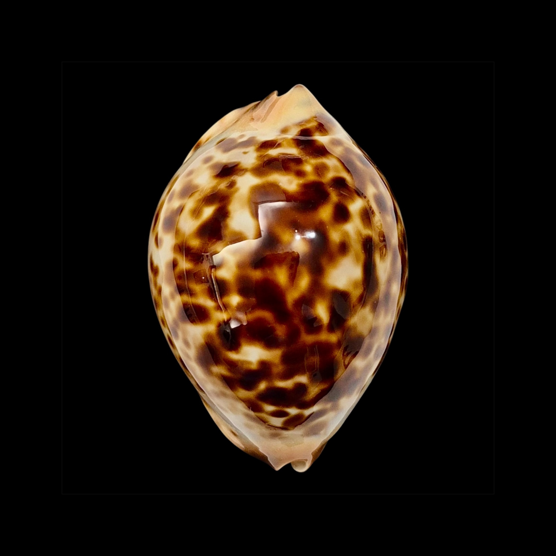 BC012 Zoila jeaniana - TOP ROV BEAUTY - Image 3