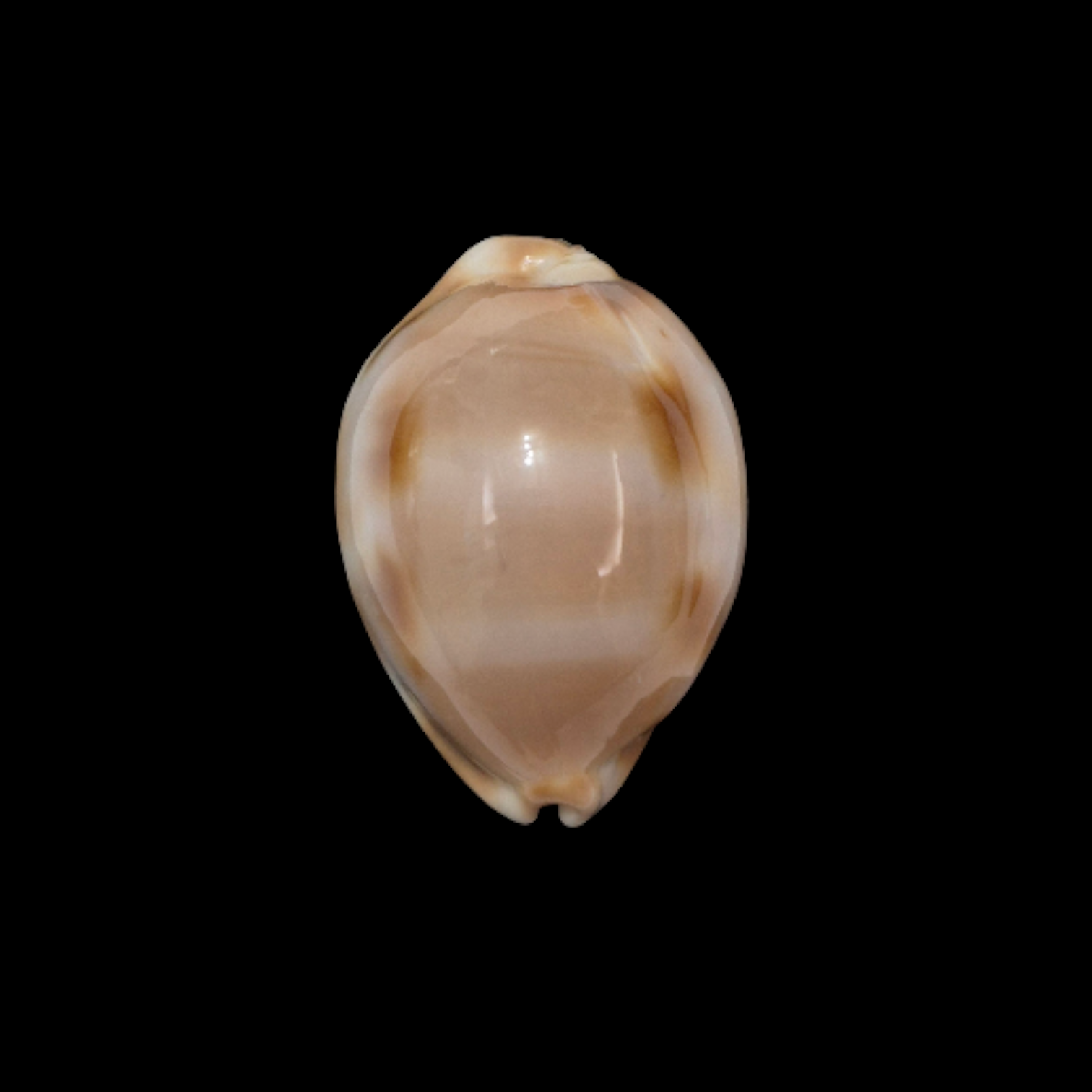 BC105 Luria tessellata - XL SIZE
