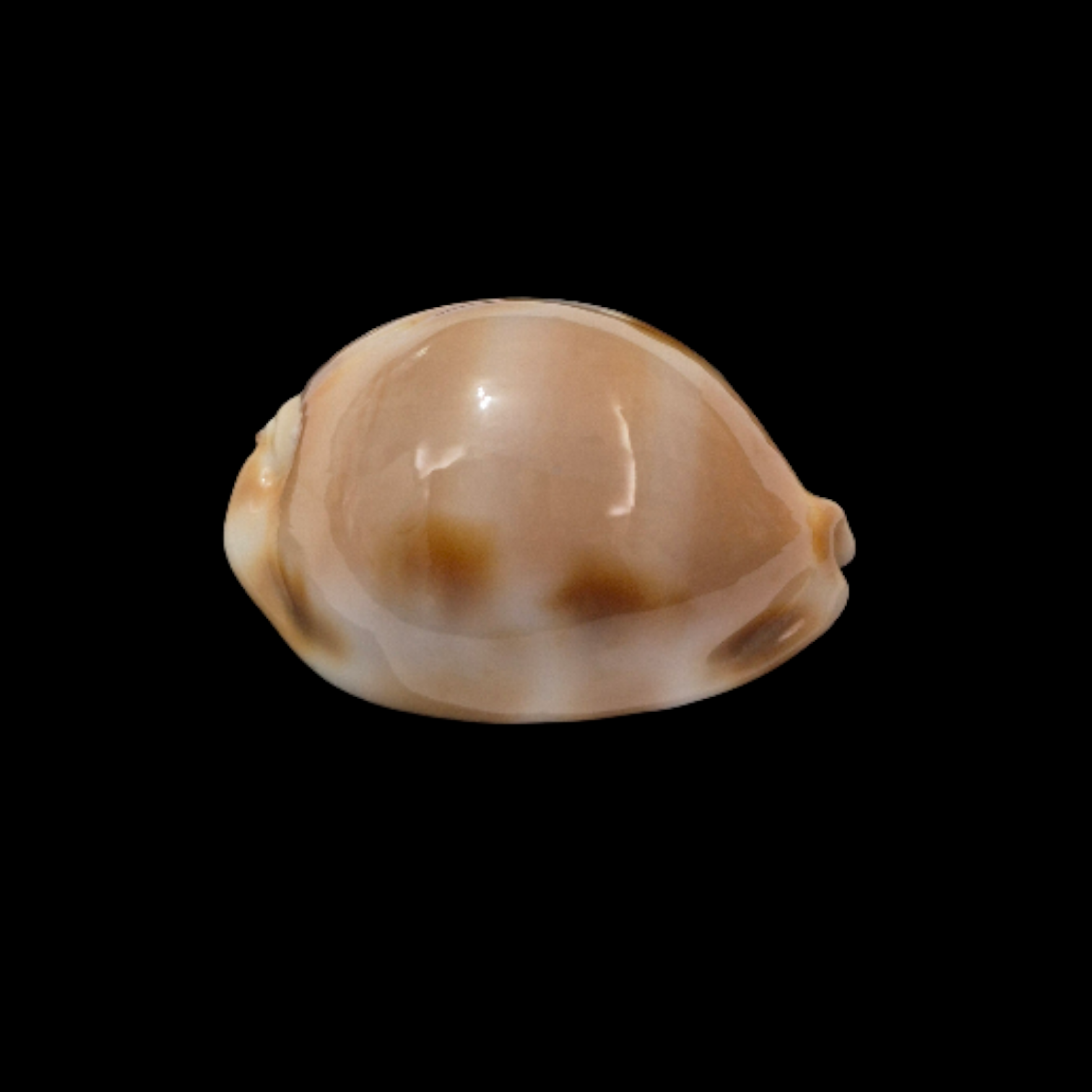 BC105 Luria tessellata - XL SIZE - Image 2
