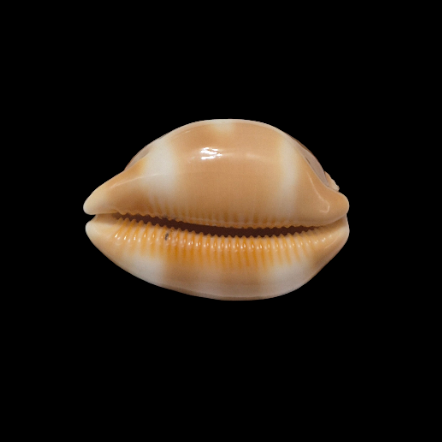 BC105 Luria tessellata - XL SIZE - Image 5