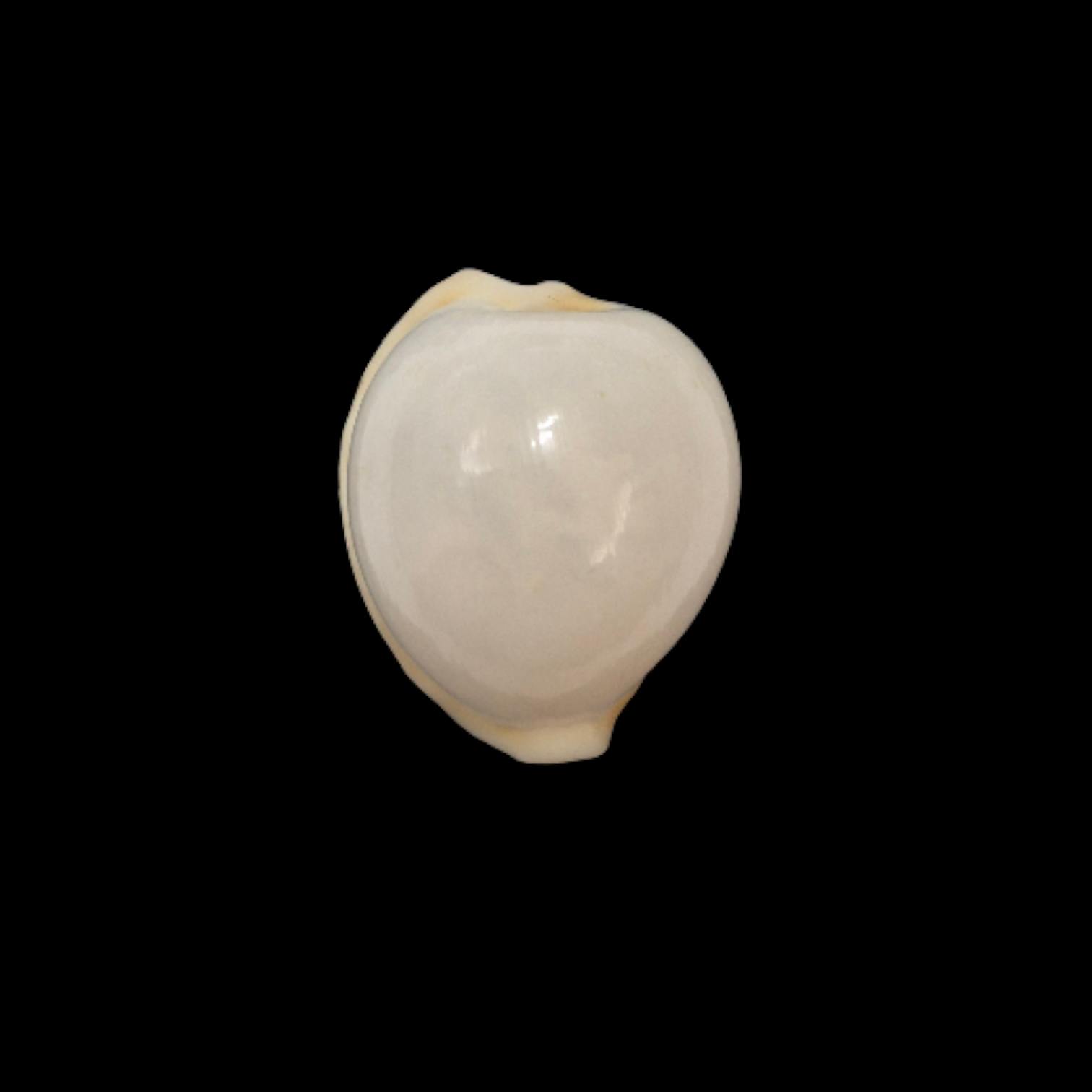 BC047 Cypraeovula cruickshanki - TOP SHELL - Image 2