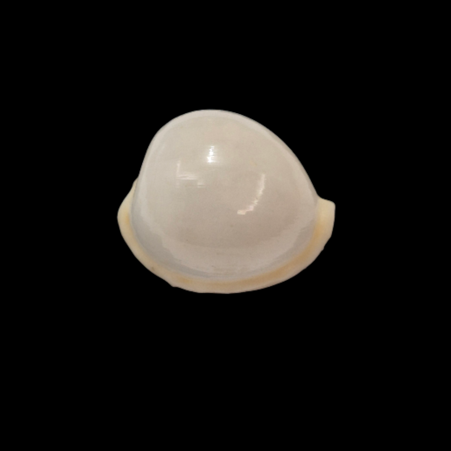 BC047 Cypraeovula cruickshanki - TOP SHELL