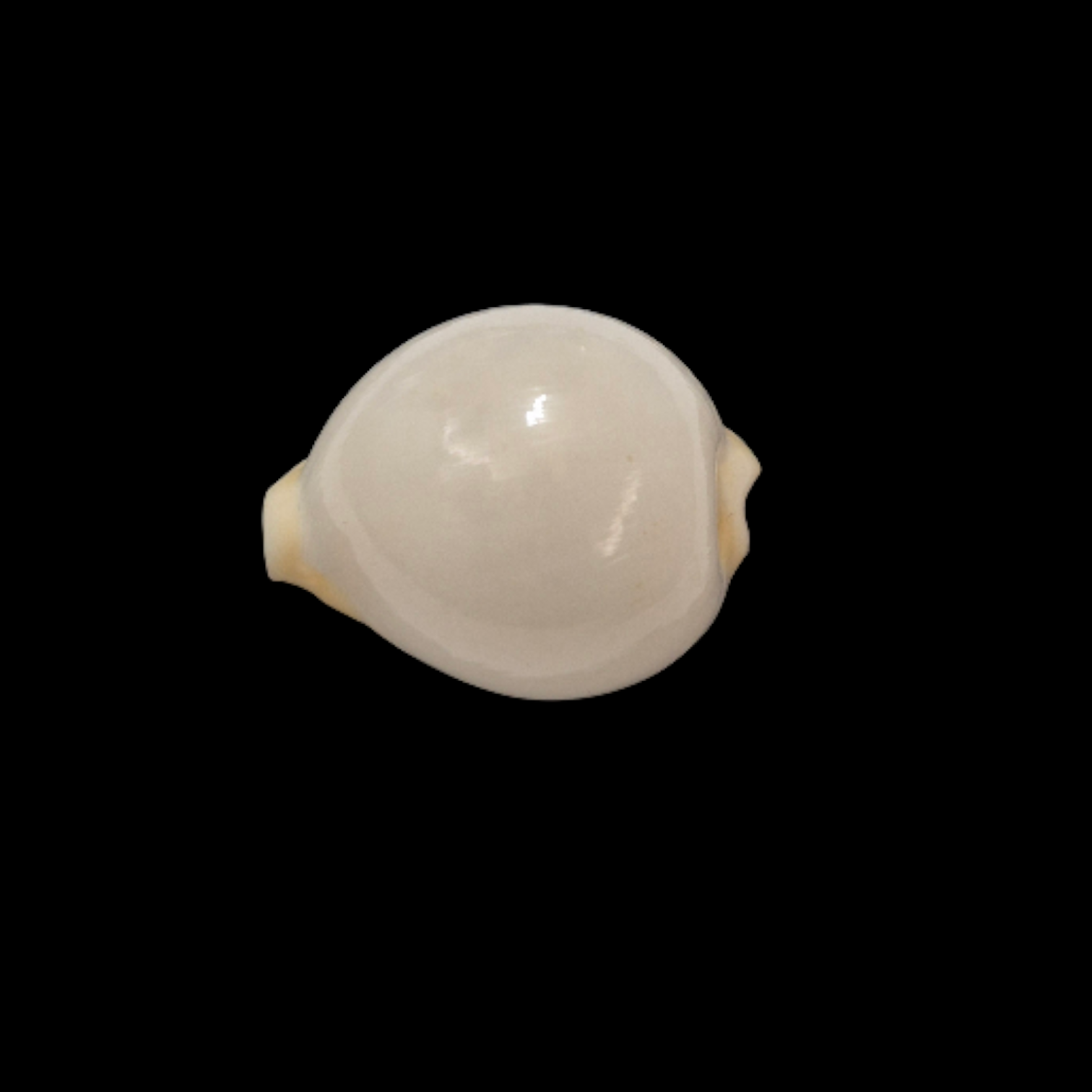 BC047 Cypraeovula cruickshanki - TOP SHELL - Image 3