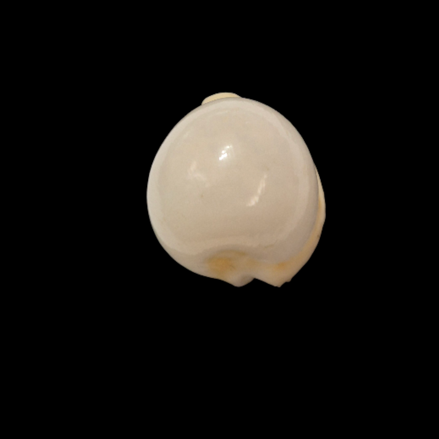 BC047 Cypraeovula cruickshanki - TOP SHELL - Image 4