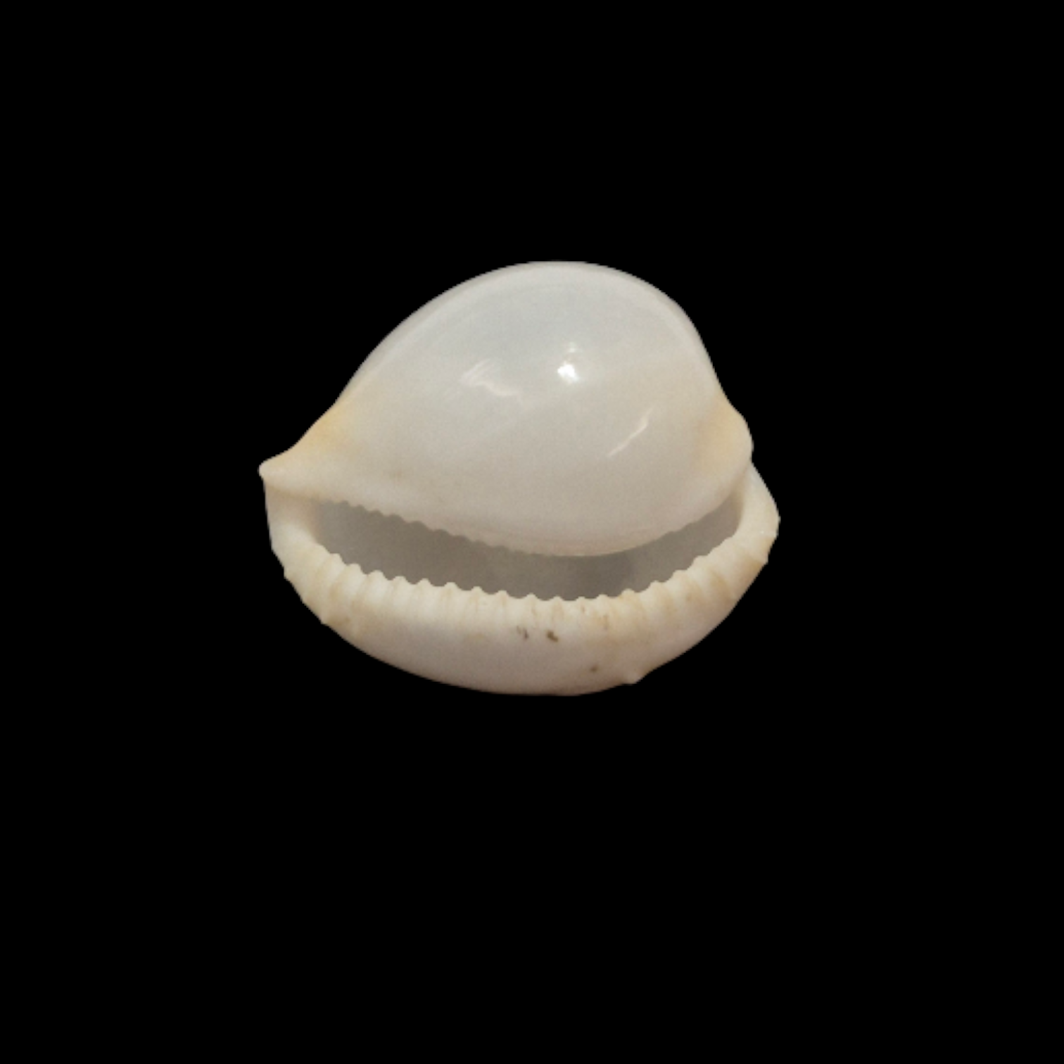 BC047 Cypraeovula cruickshanki - TOP SHELL - Image 5