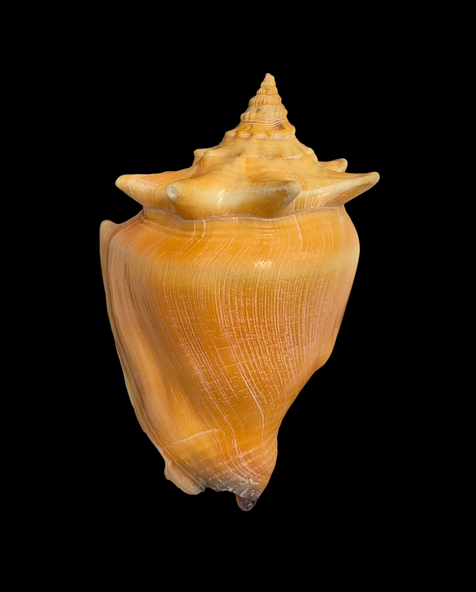 BC259 Strombus pugilis w/o - Image 2