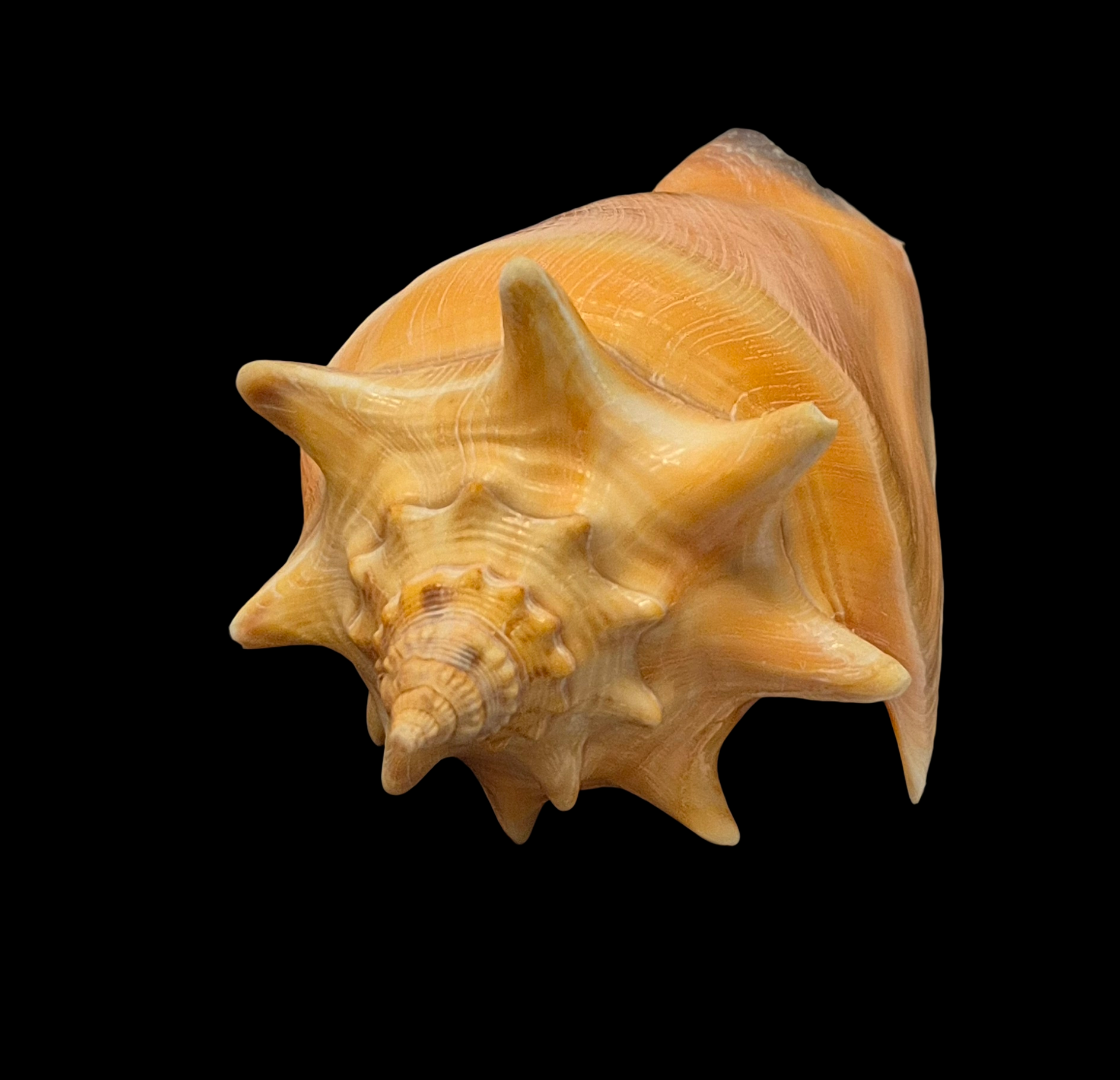 BC259 Strombus pugilis w/o - Image 4