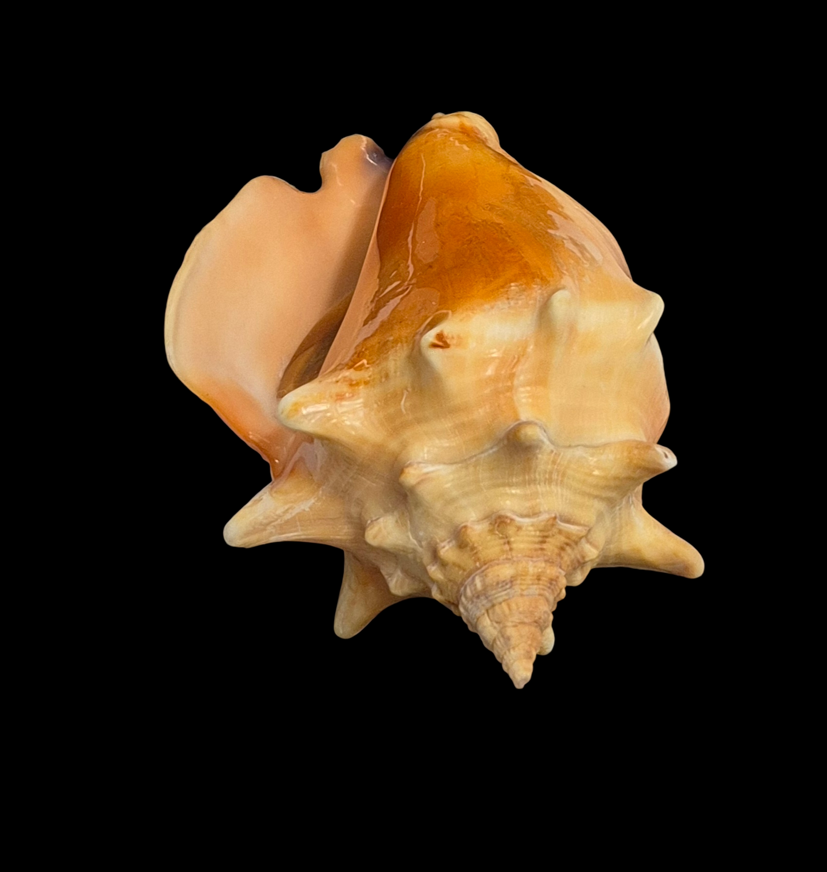 BC259 Strombus pugilis w/o - Image 3