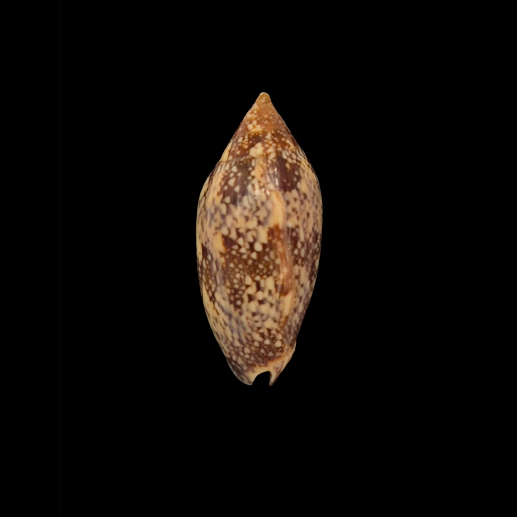 BC258 Plicoliva zelindae