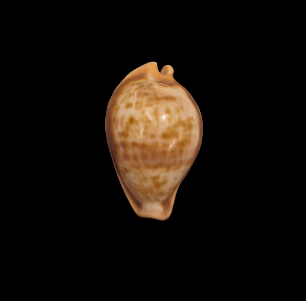 BC098 Propustularia surinamensis - EXTRA-LARGE