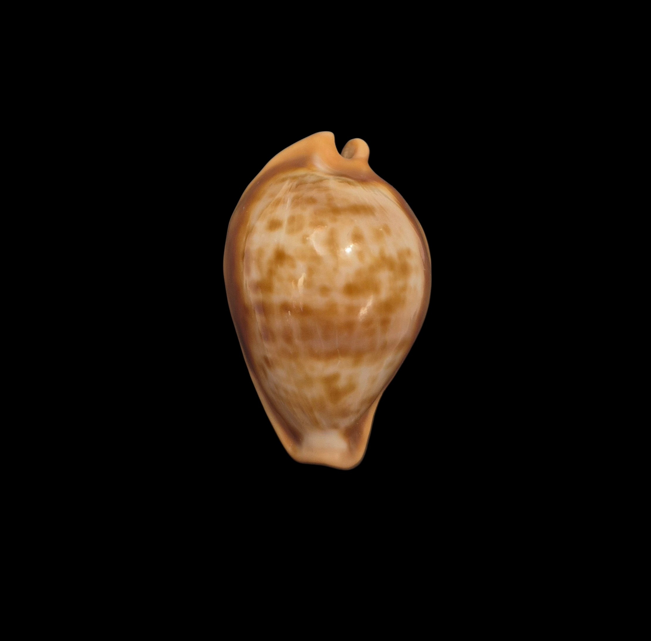 BC098 Propustularia surinamensis - EXTRA-LARGE