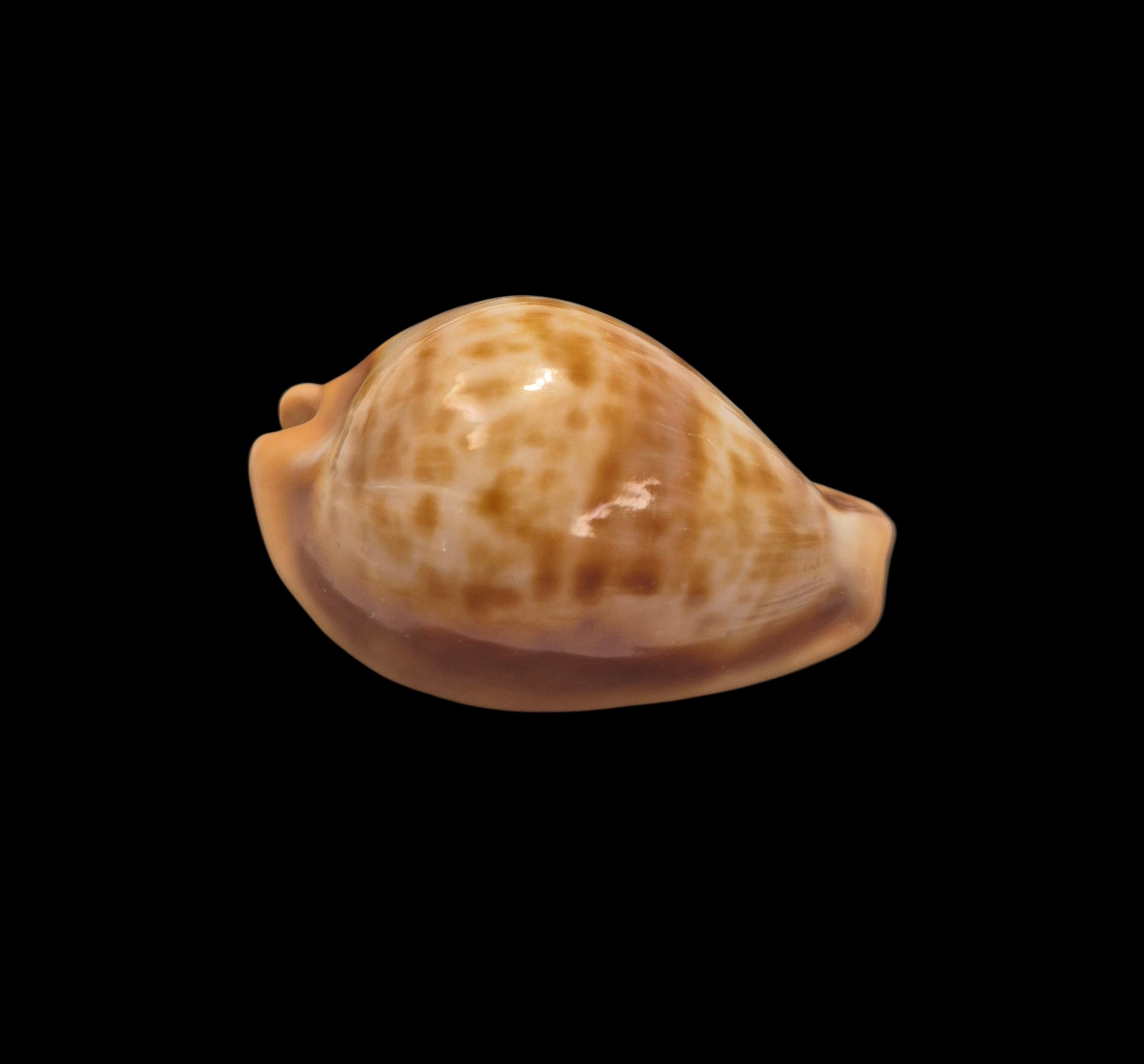BC098 Propustularia surinamensis - EXTRA-LARGE - Image 2