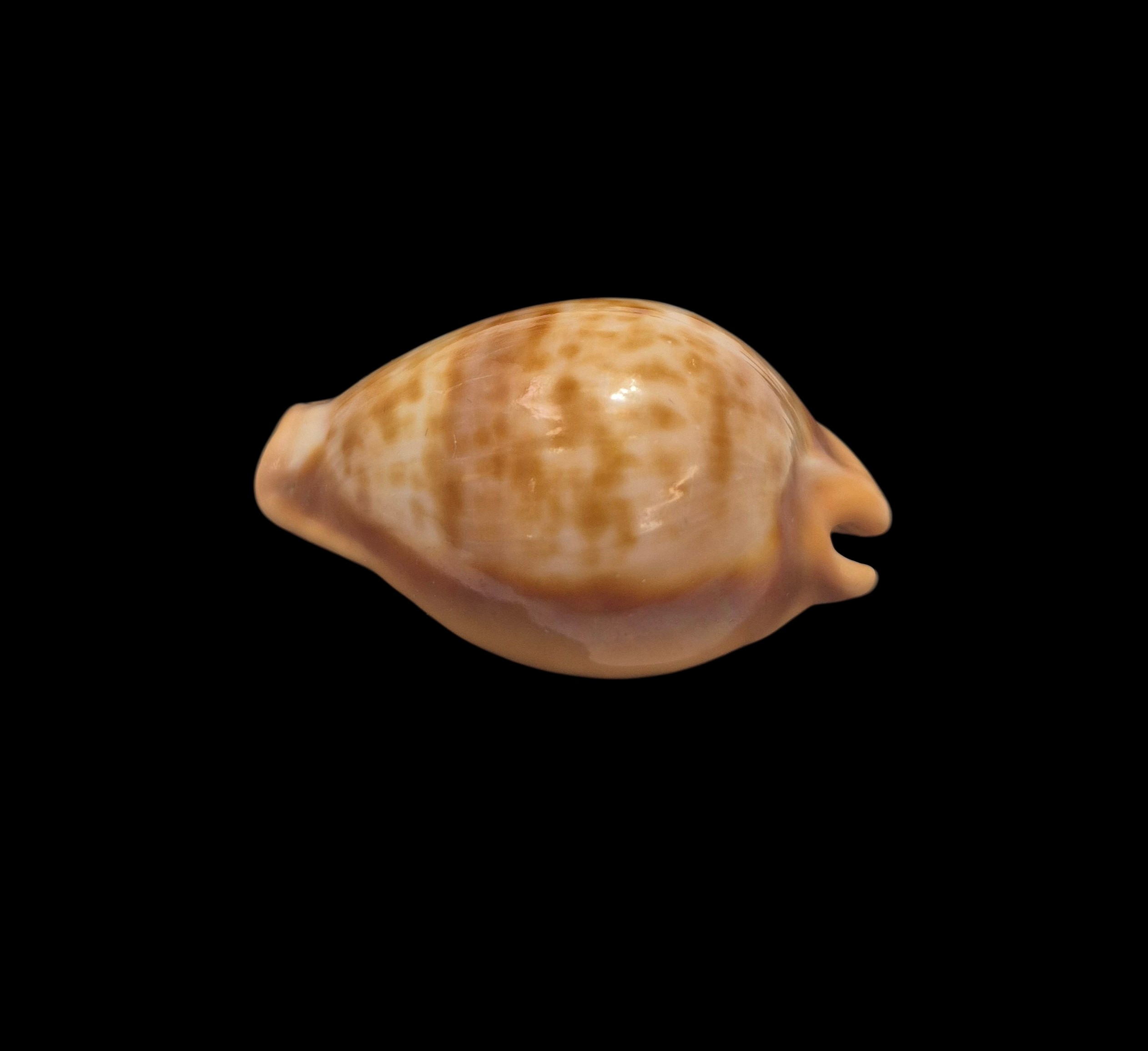 BC098 Propustularia surinamensis - EXTRA-LARGE - Image 3