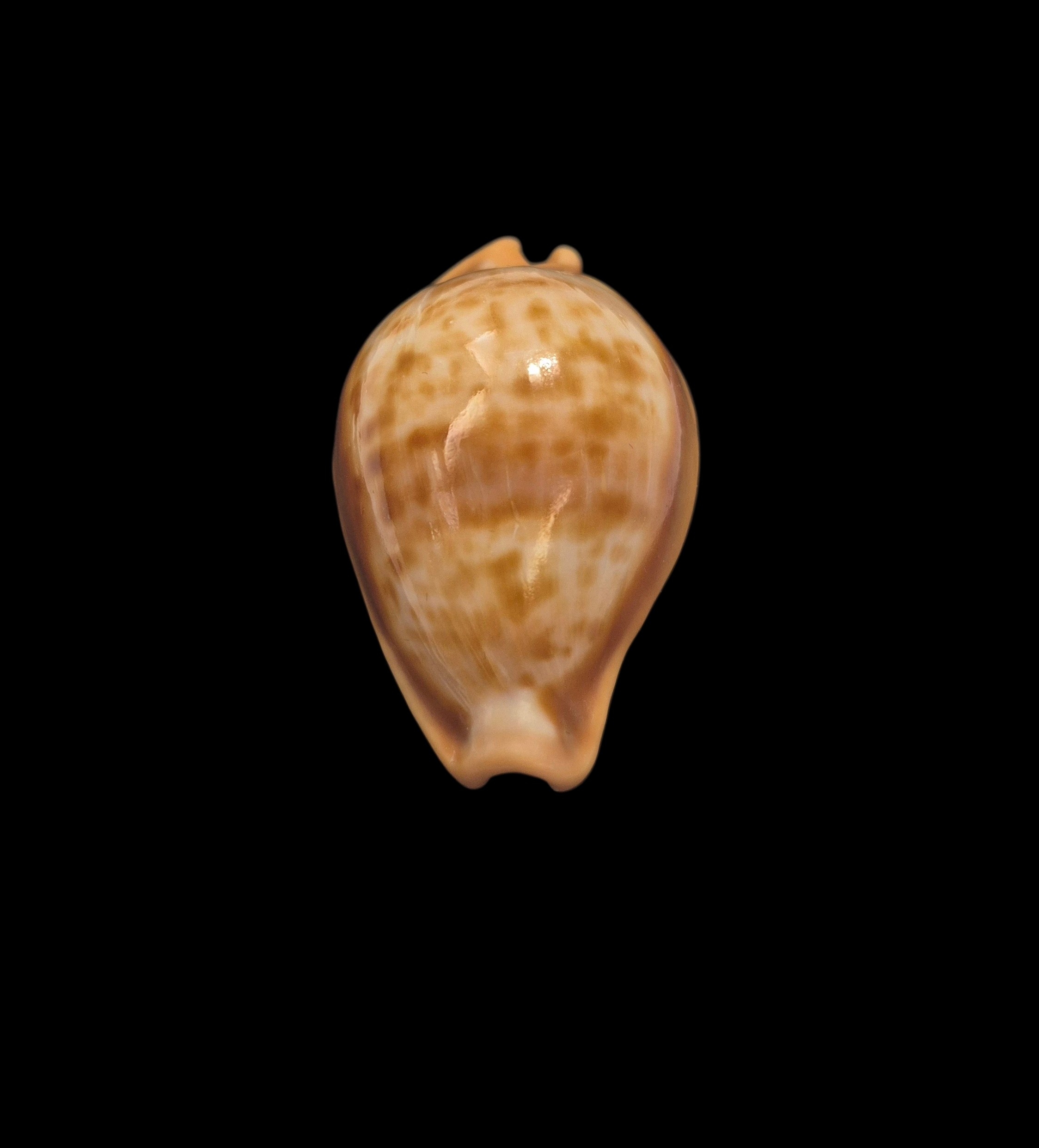 BC098 Propustularia surinamensis - EXTRA-LARGE - Image 6