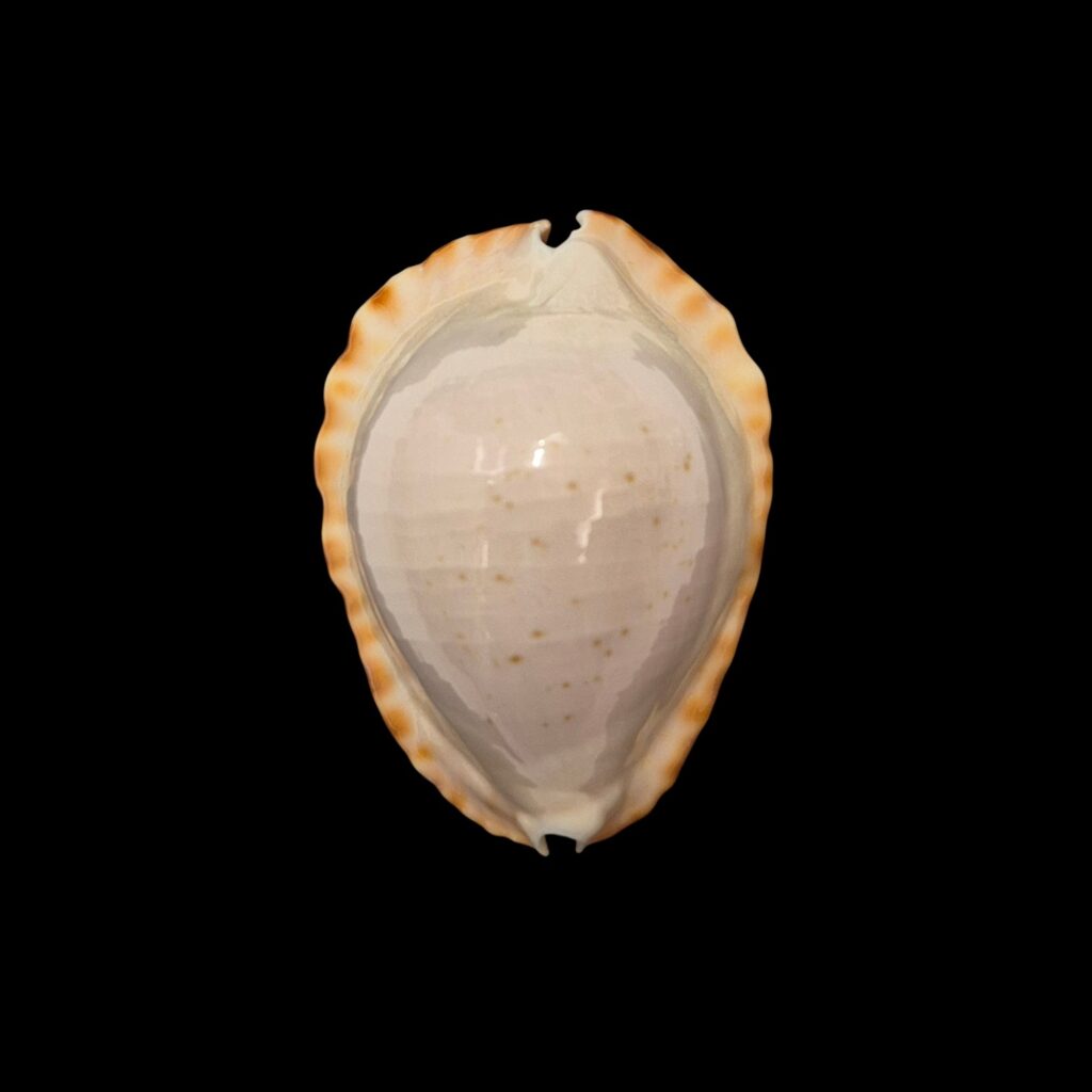 BC255 Zoila ketyana hypermarginata