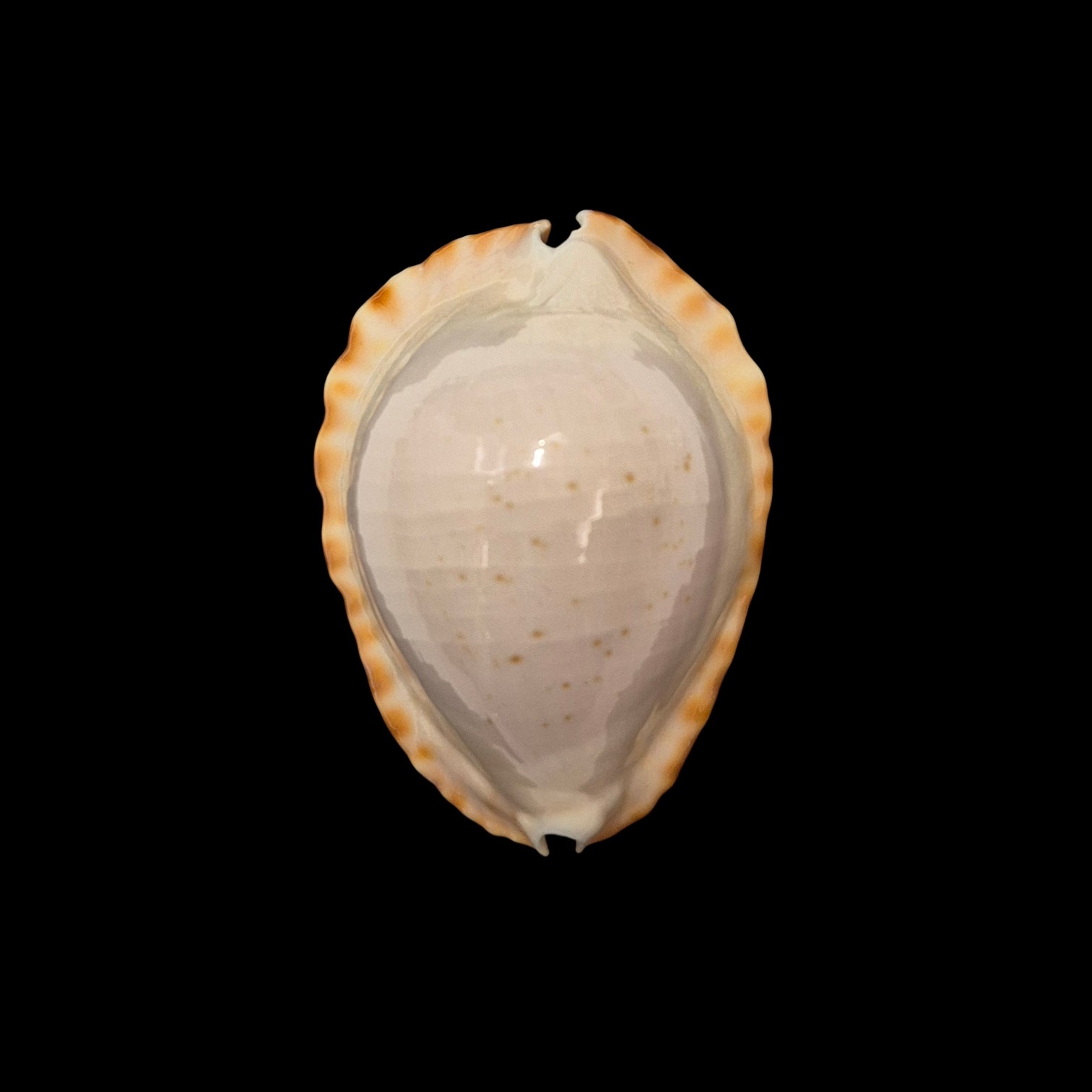 BC255 Zoila ketyana hypermarginata