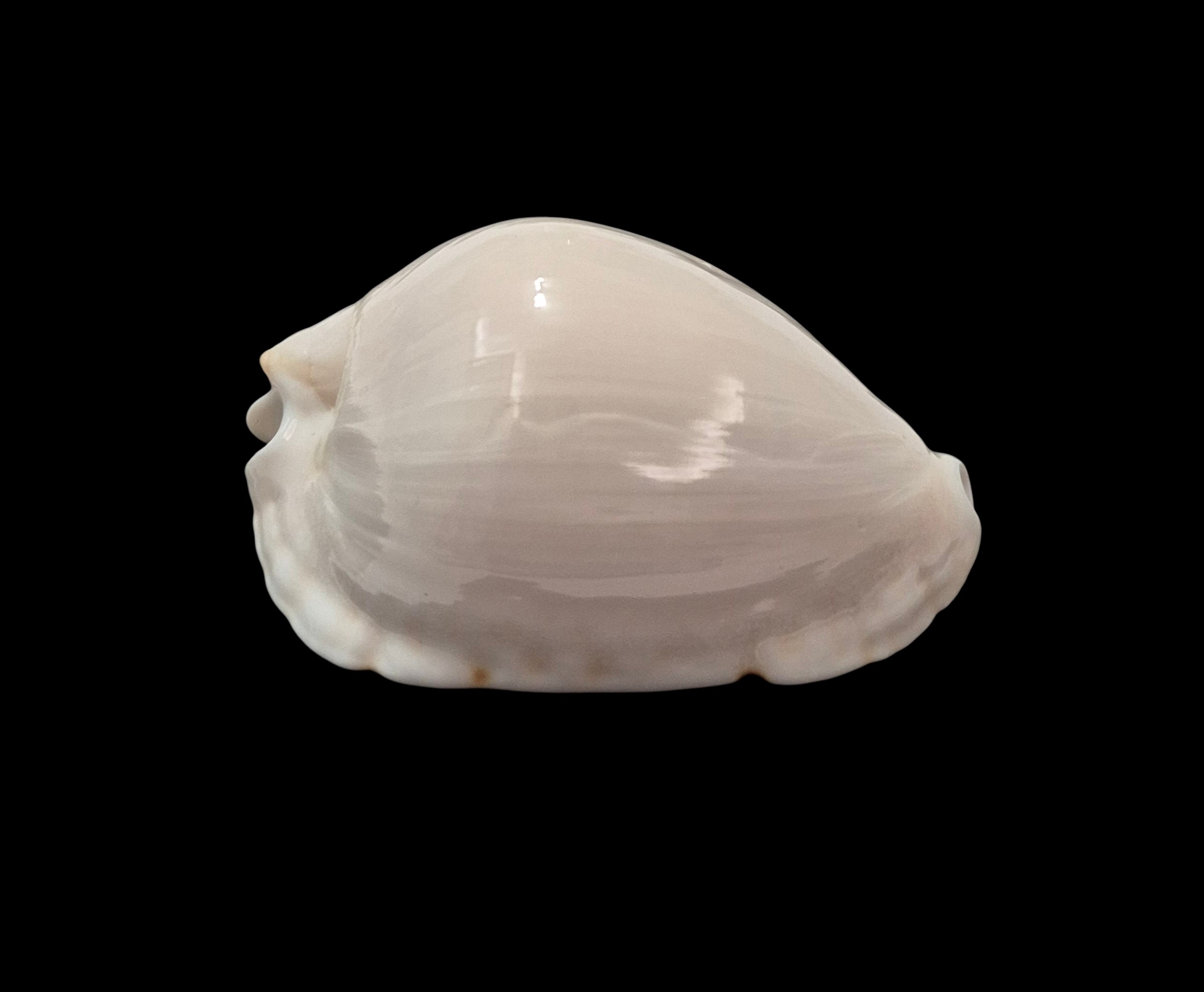 BC256 Zoila marginata nudispira - Image 3
