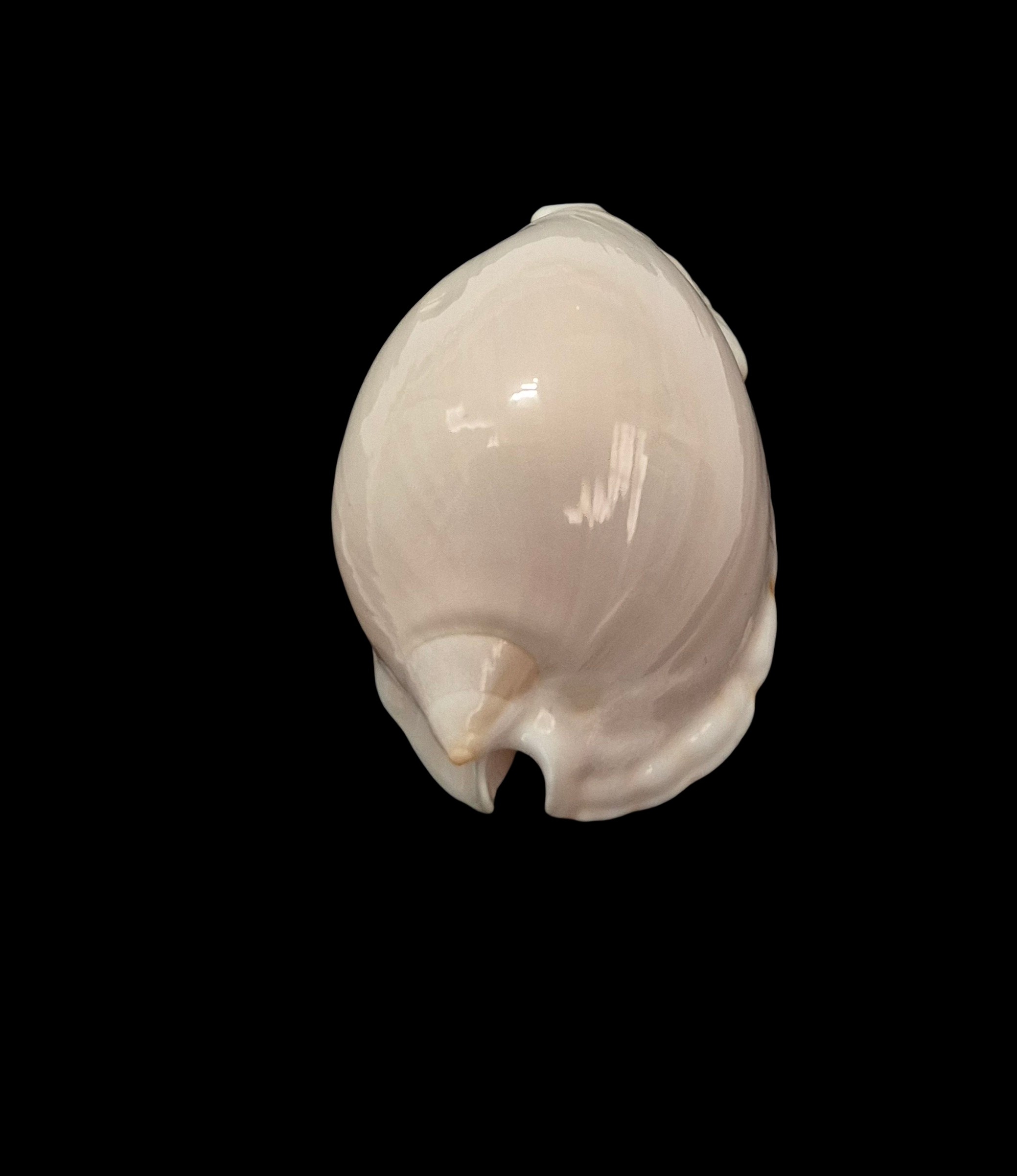 BC256 Zoila marginata nudispira - Image 5