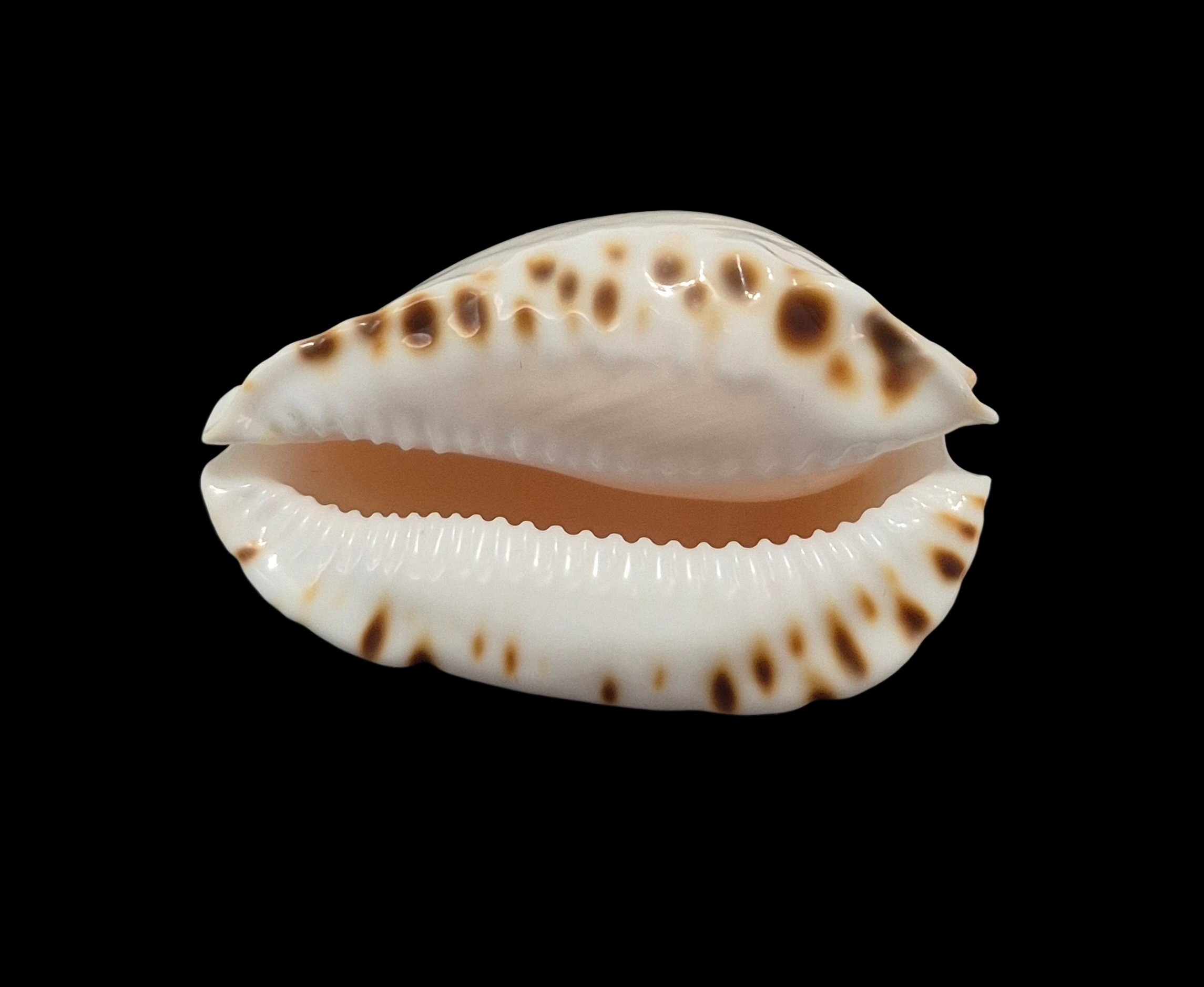 BC256 Zoila marginata nudispira - Image 2