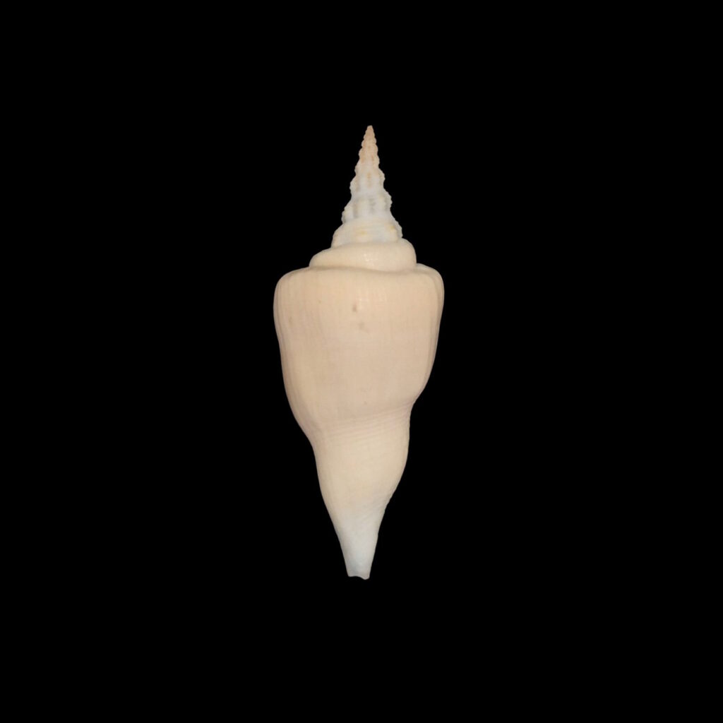 BC227 Cyrtulus serotinus w/o - SELECTED