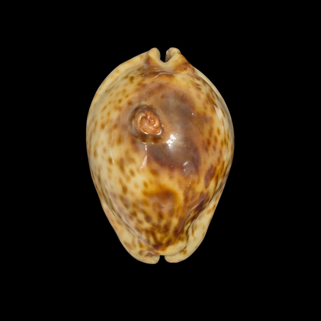 BC238 Trona stercoraria