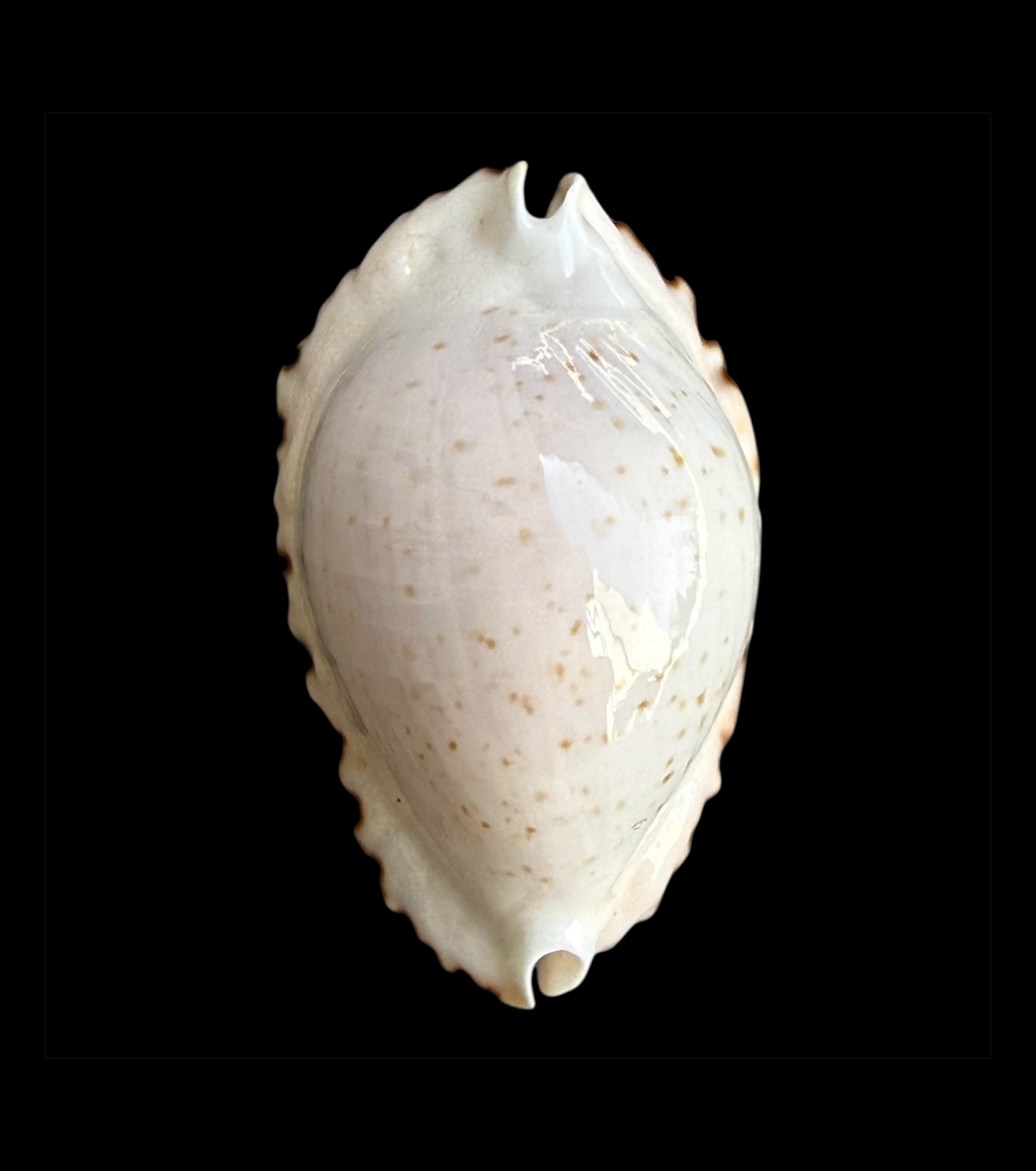 BC606 Zoila ketyana ketyana - SUPERB ONE - Image 2