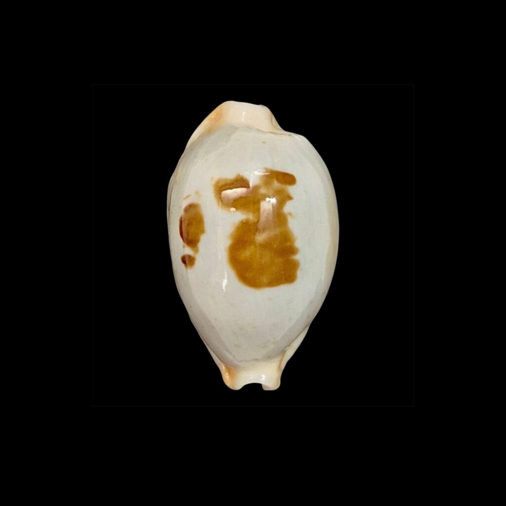 BC602 Bistolida brevidentata fluctuans