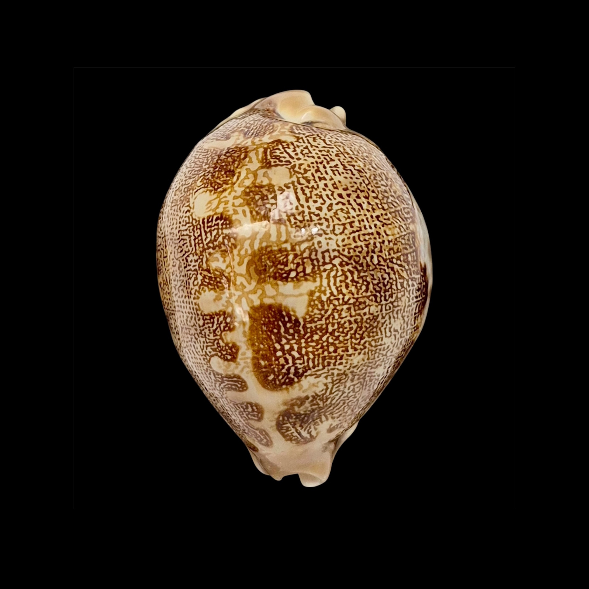 BC603 Leporycypraea mappa geographica f. 'valentia'