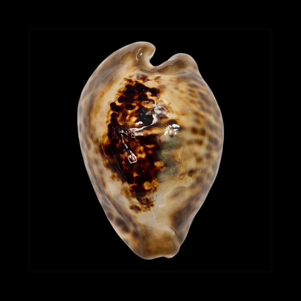 BC604  Barycypraea teulerei - A BEAUTY