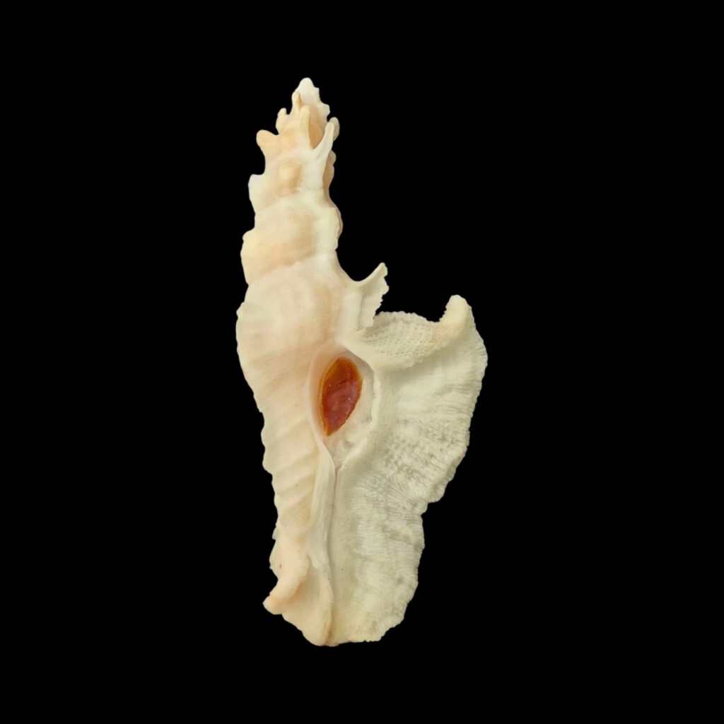 BC117 Pterynotus elongatus w/o - BIG SIZE