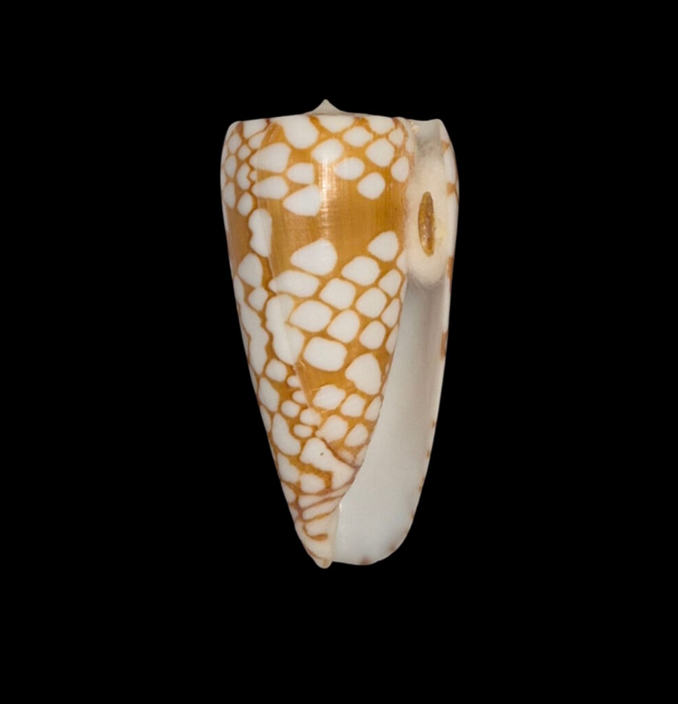 BC121 Conus cordigera w/o - BIG SIZE