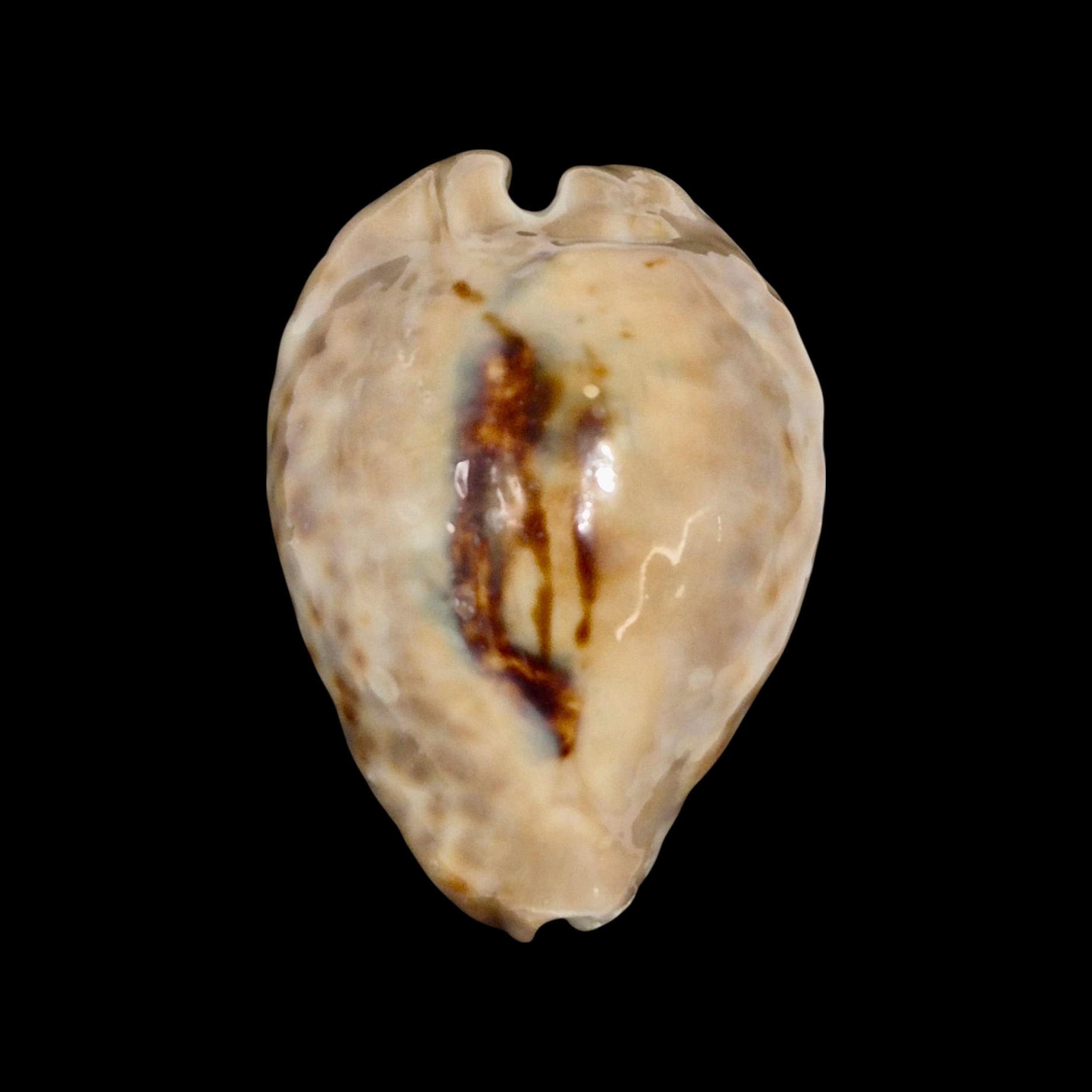 BC150 Barycypraea teulerei - UP 6 CM!