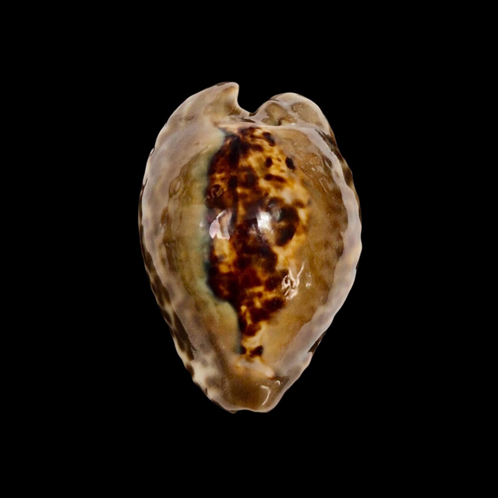 BC153 Barycypraea teulerei - DARK BEAUTY