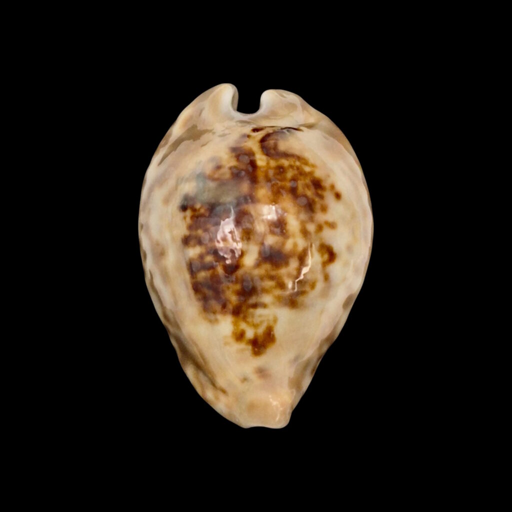 BC154 Barycypraea teulerei - HUGE and HEAVY