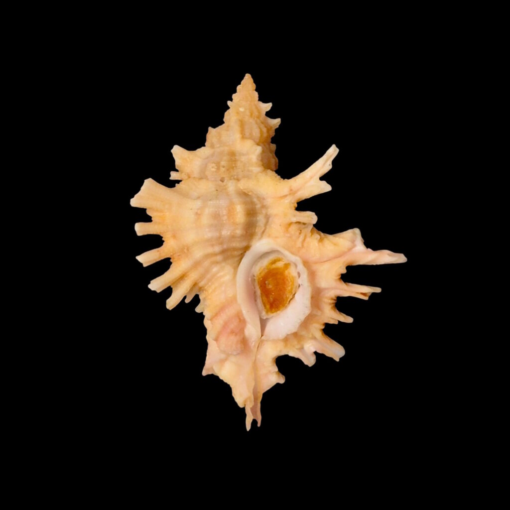 BC158 Chicoreus corrugatus w/o - RED SEA