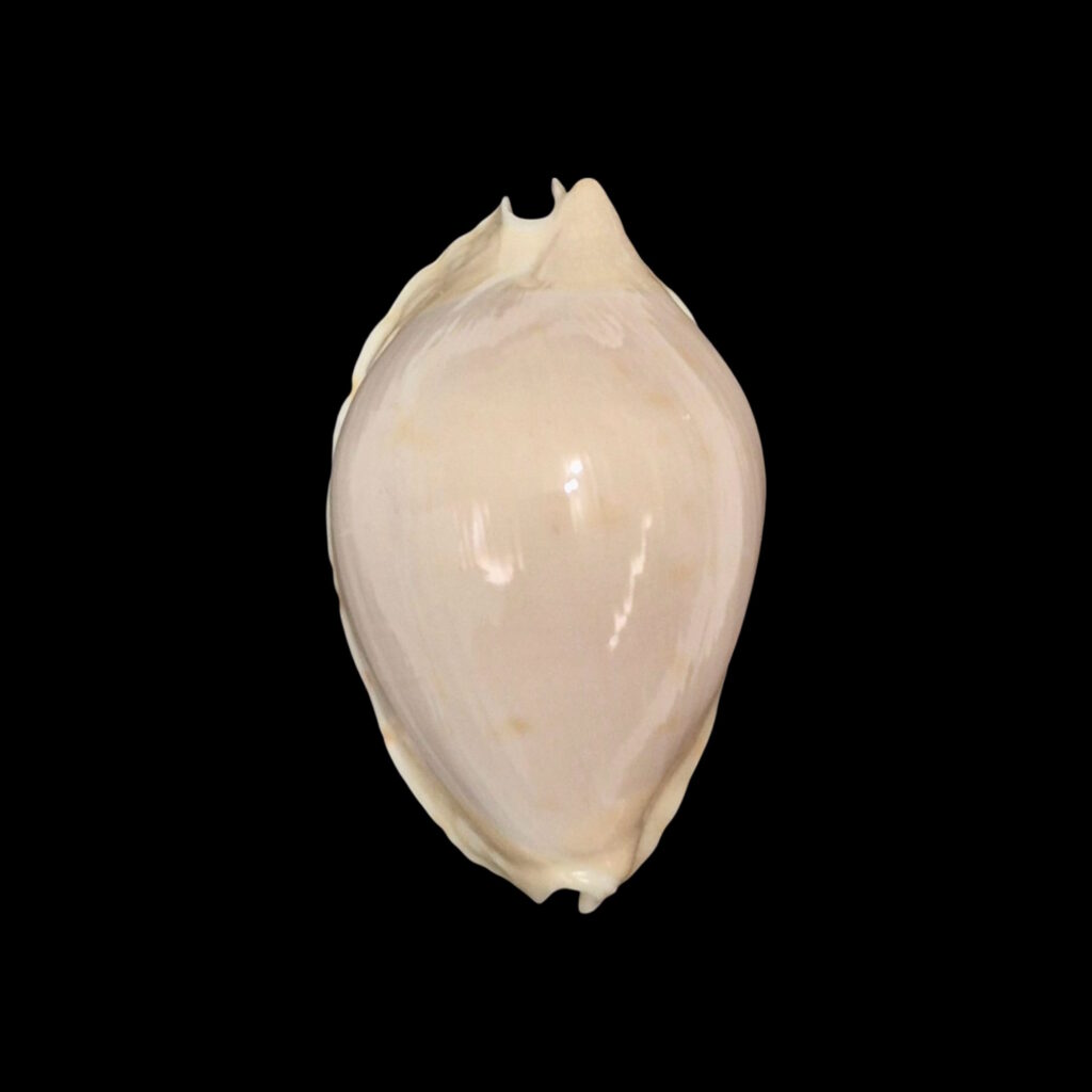 BC159 Zoila marginata nudispira