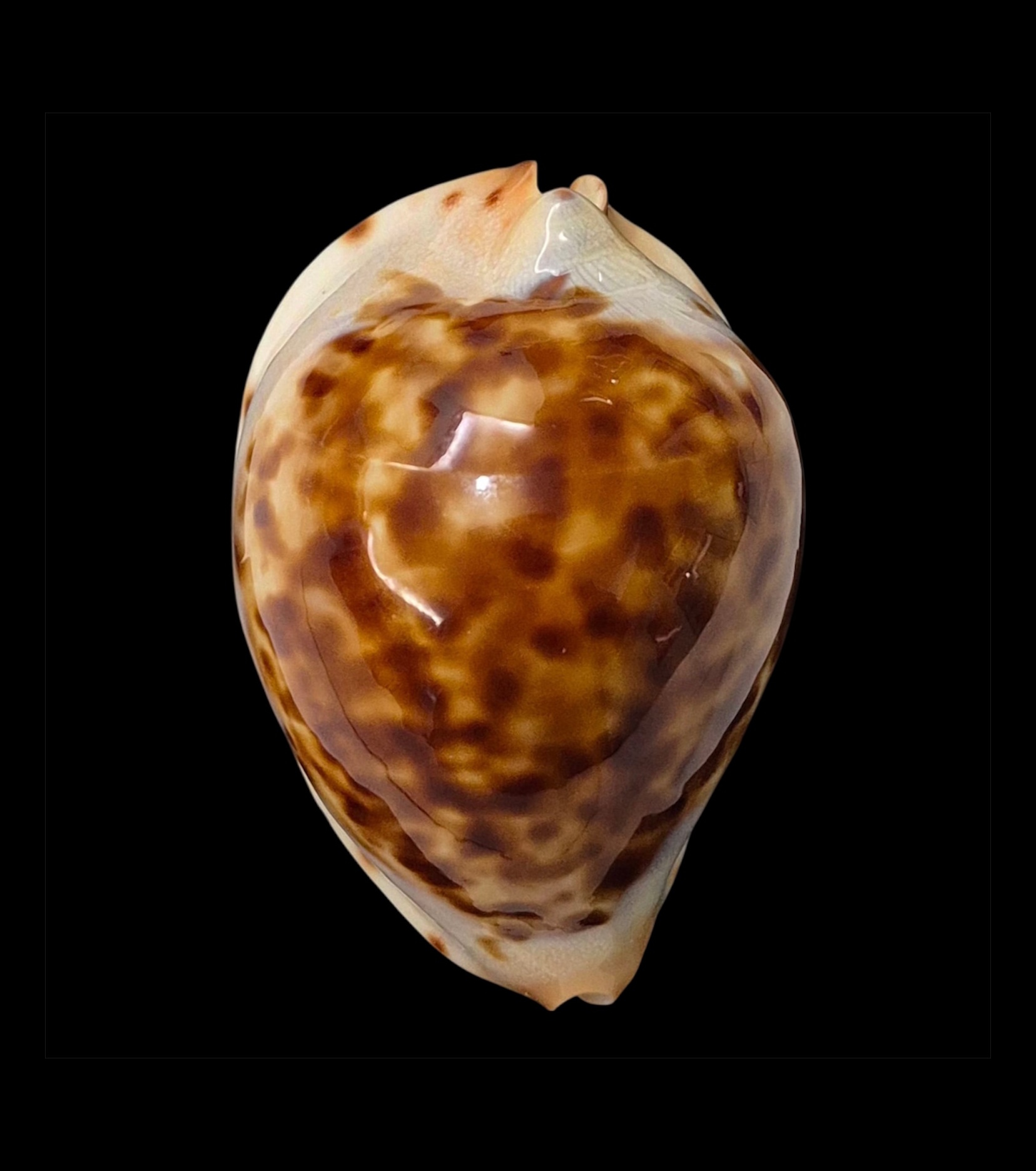 BC049 Zoila jeaniana jeaniana - SELECTED - Image 2