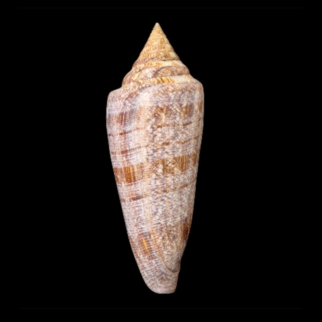 BC061 Conus gloriamaris - BIG SIZE