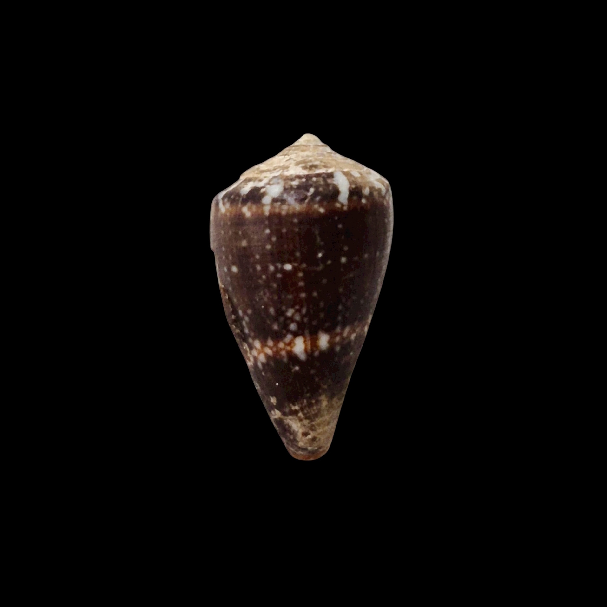BC062 Conus fernandesi w/o - RARELY OFFERED - Image 4