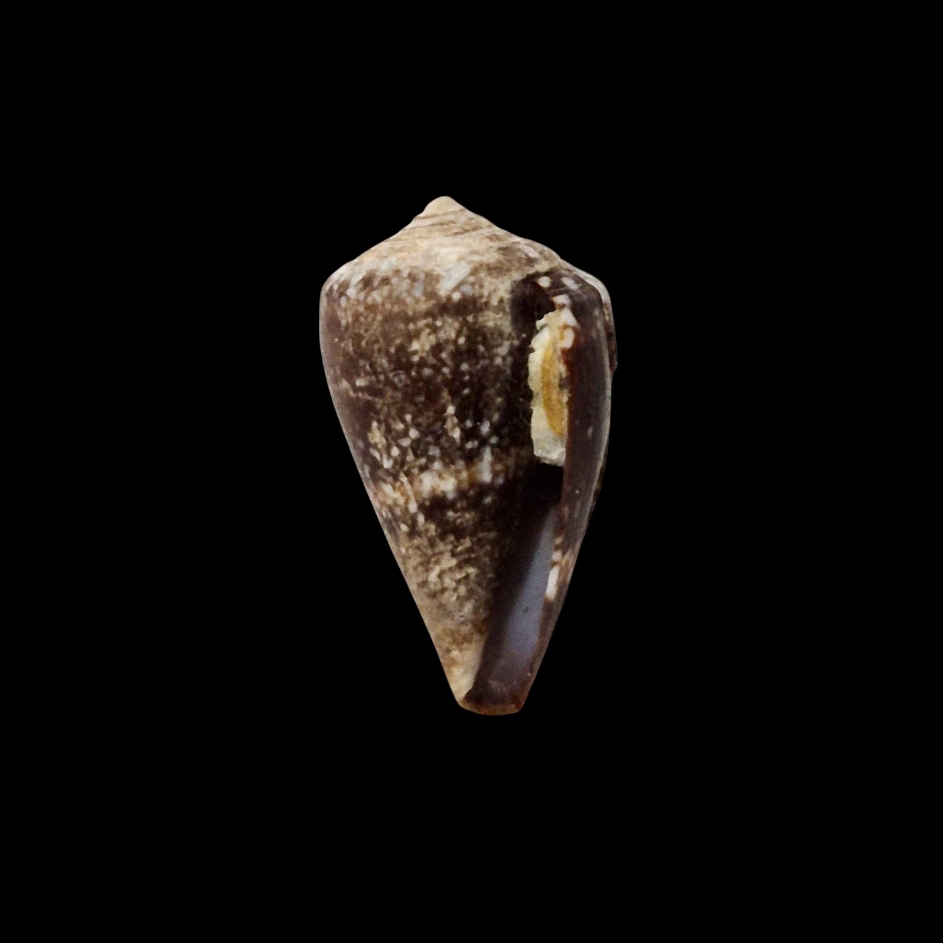 BC062 Conus fernandesi w/o - RARELY OFFERED