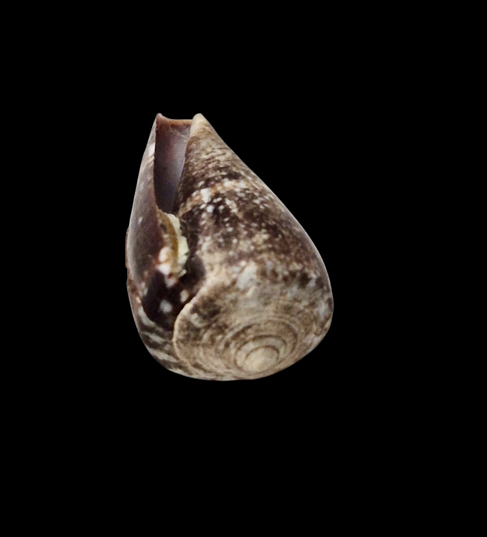 BC062 Conus fernandesi w/o - RARELY OFFERED - Image 3