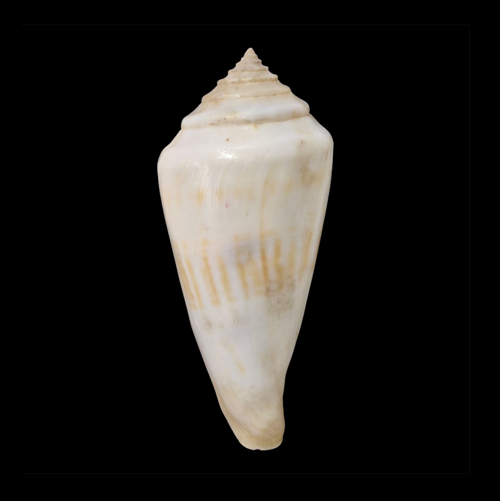 BC063 Conus gradatulus w/o - XXL SIZE