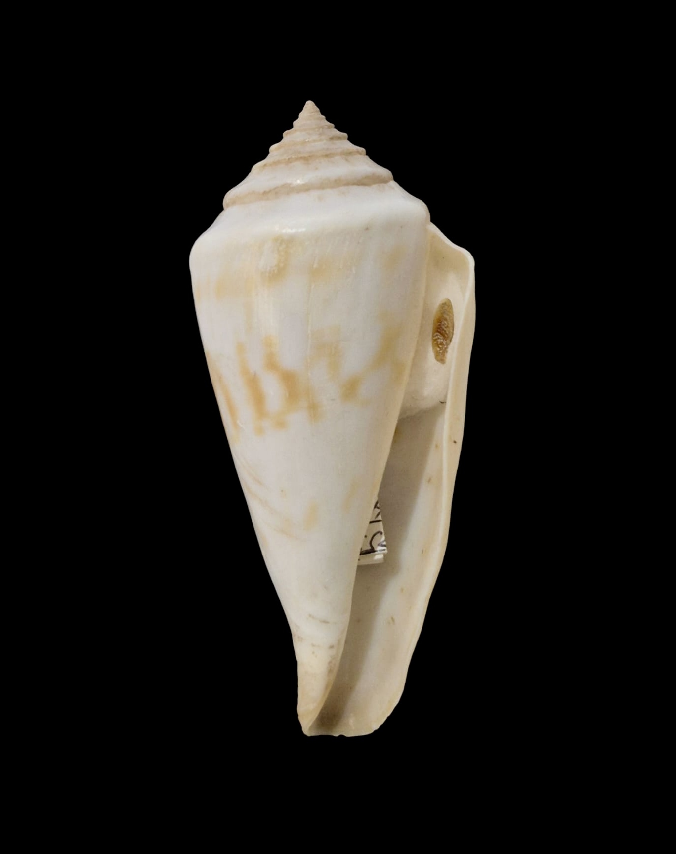 BC063 Conus gradatulus w/o - XXL SIZE - Image 2