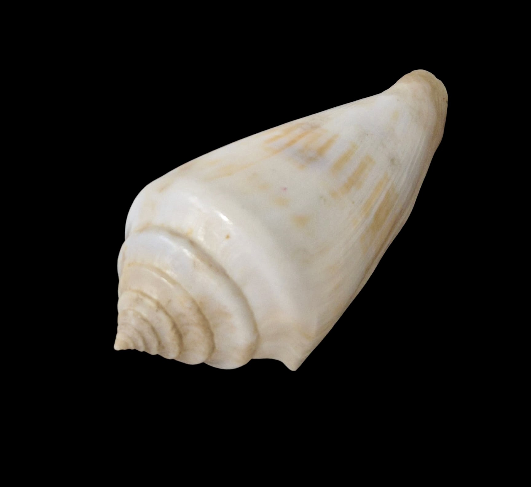 BC063 Conus gradatulus w/o - XXL SIZE - Image 3
