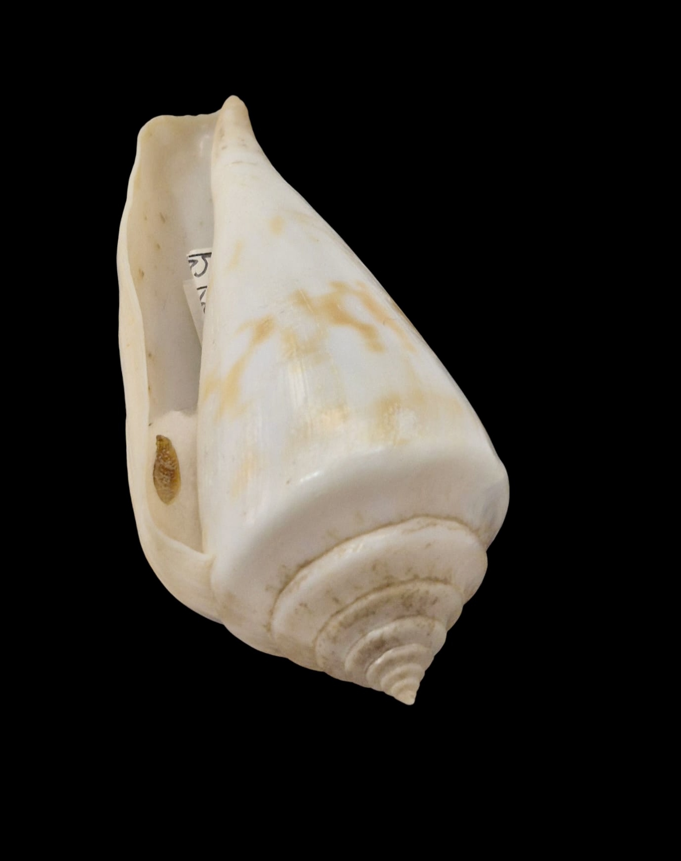 BC063 Conus gradatulus w/o - XXL SIZE - Image 4
