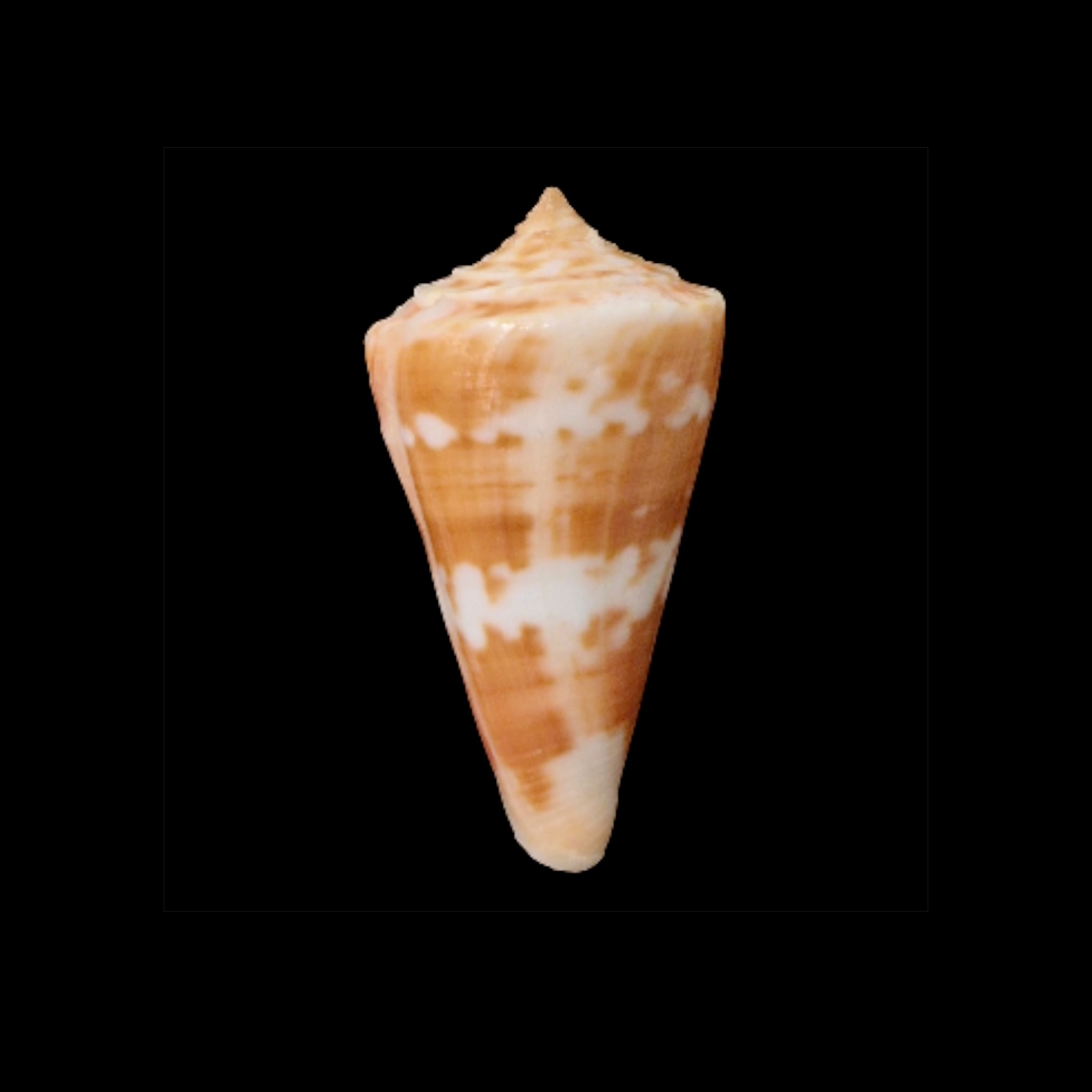 BC064 Conus carioca
